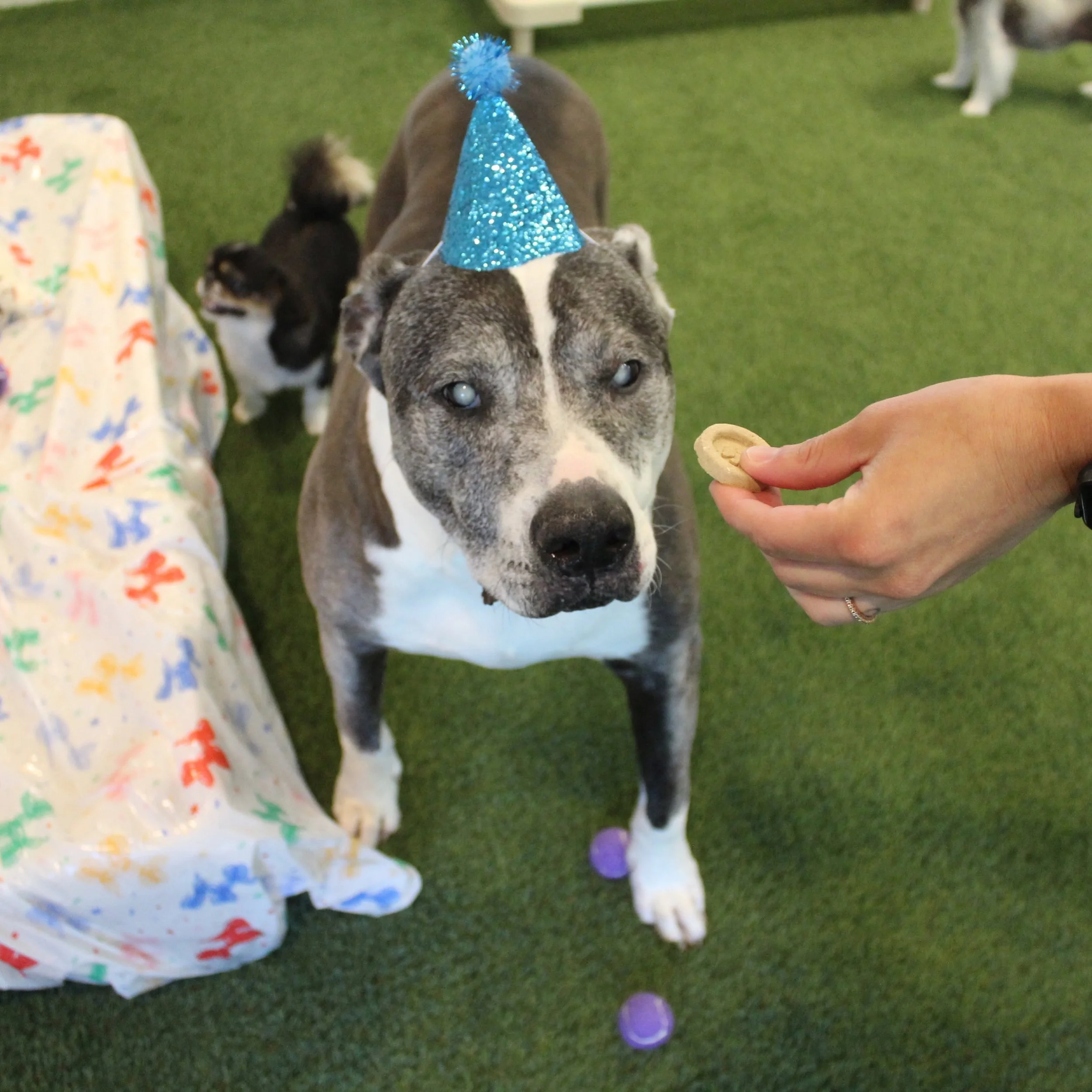 A dog with a blue glittery party hat in front of a person holding a cookie, on a green artificial grass surface with other dogs visible in the background. at A Place to Paws Luxury Boarding and Doggy Daycare in Bluffton, South Carolina Lowcountry