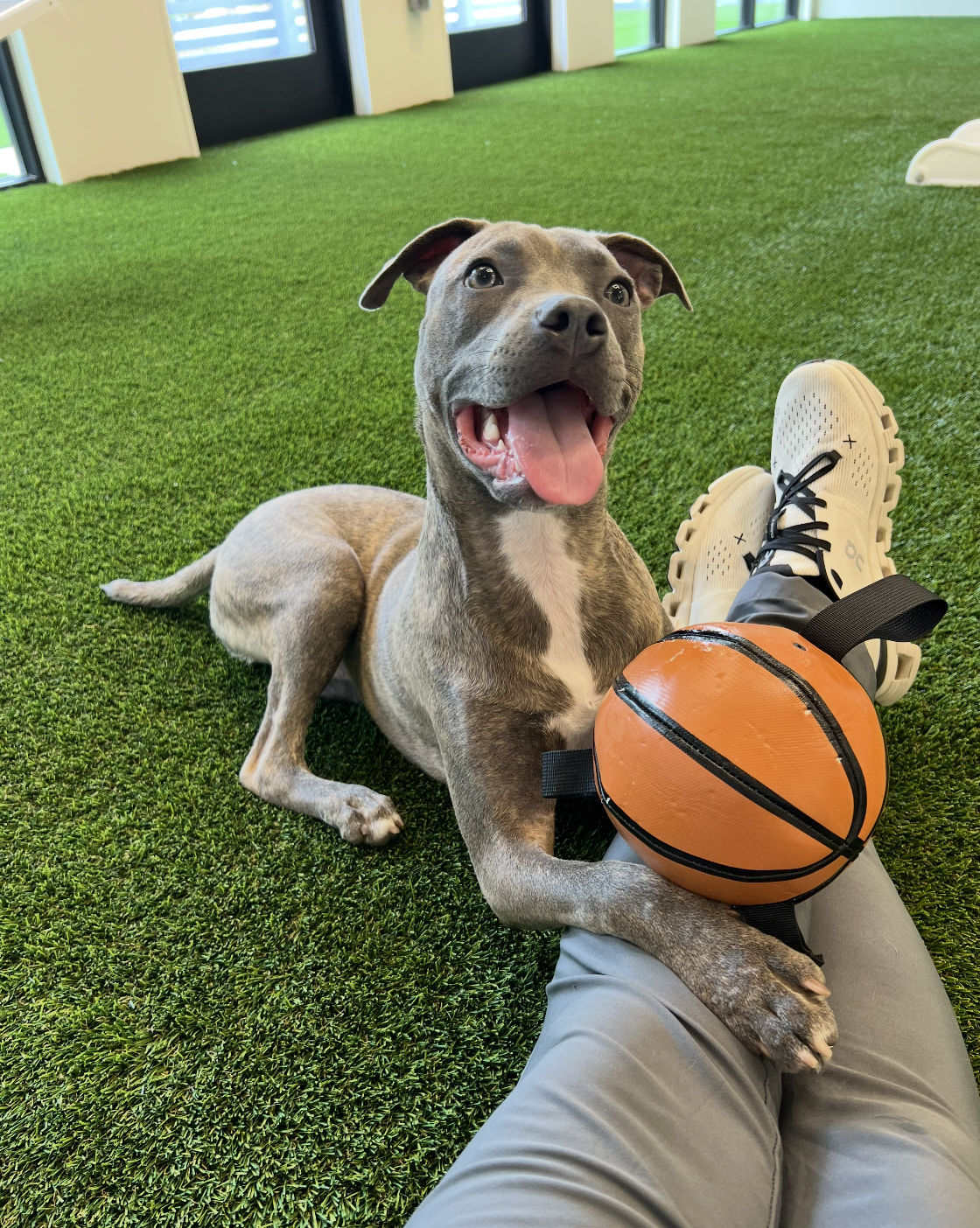 A smiling gray and white dog lying on artificial green turf with a basketball toy by a person's leg and white sneakers in the foreground, and large windows in the background. At "A Place To Paws Luxury Boarding", located in Bluffton, SC, for dogs