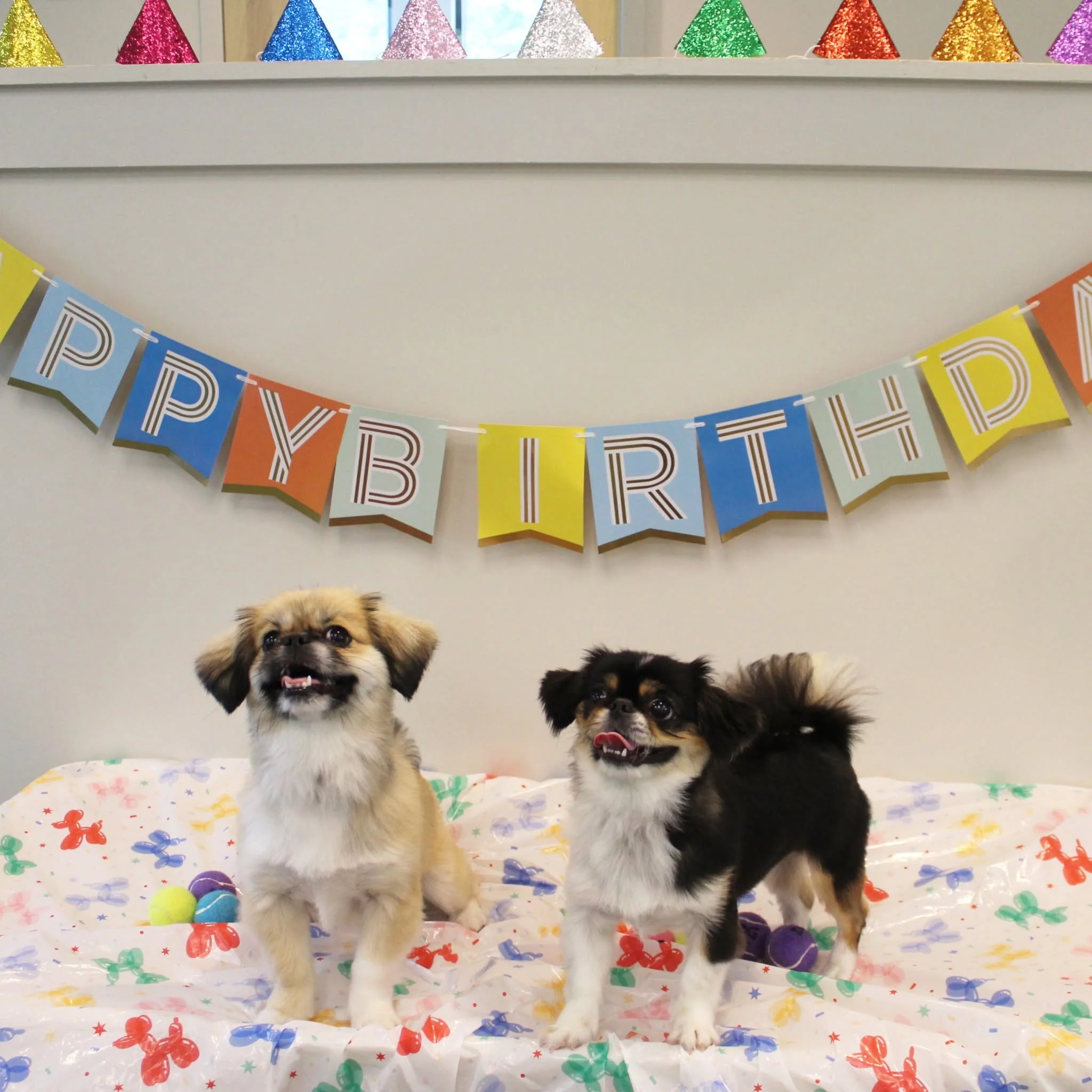 Three puppies standing on a table decorated with a colorful, balloon-patterned tablecloth. In the background, a birthday banner with the words 'Happy Birthday' and a row of shiny, colorful party hats on a shelf at A Place to Paws Luxury Boarding