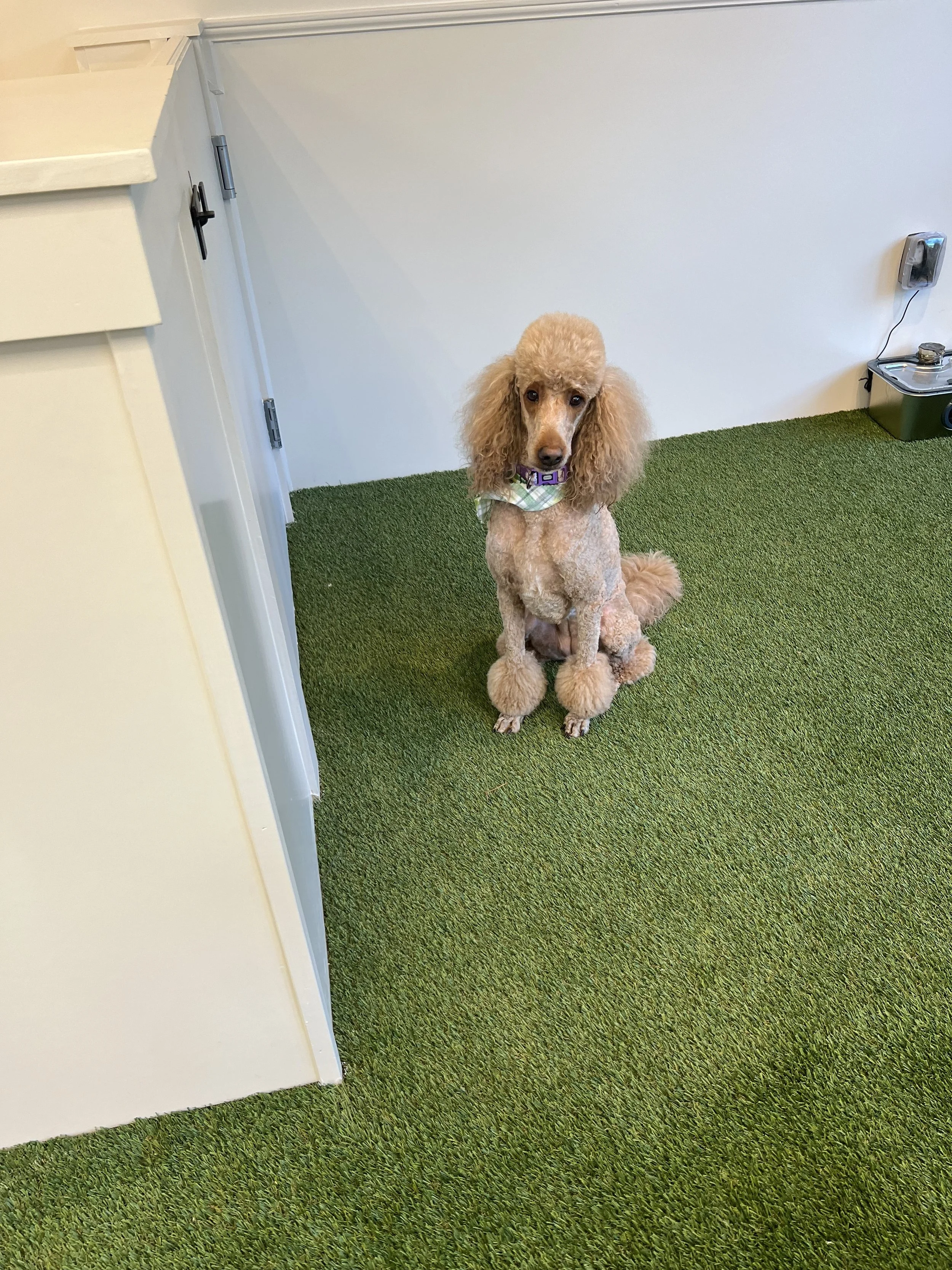 A poodle dog with a light brown curly coat sitting on green artificial grass inside a room, wearing a checkered collar. At "A Place To Paws Luxury Boarding", located in Bluffton, SC, offering doggy daycare and premier dog boarding