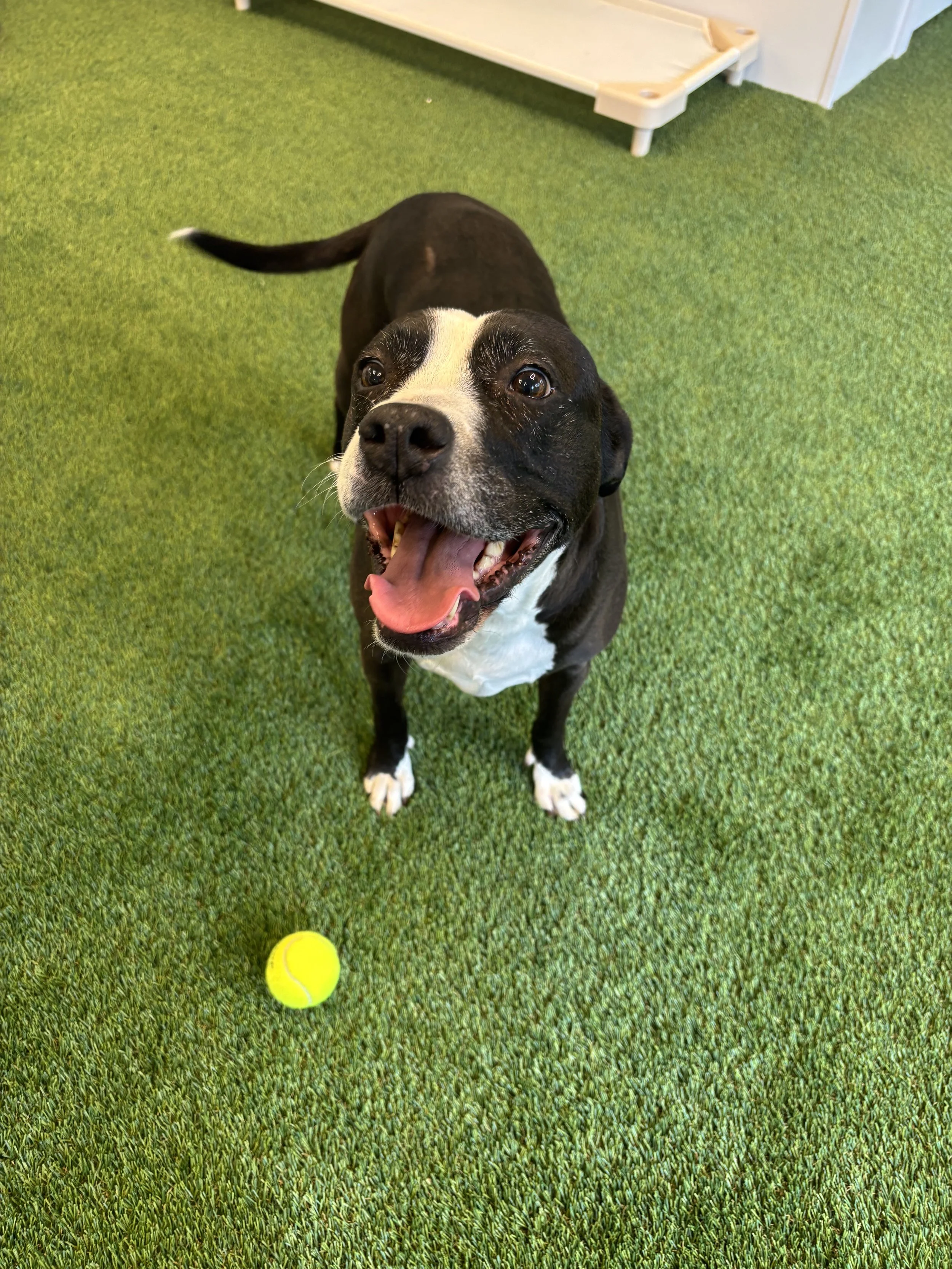A happy black and white dog with its mouth open, standing on green carpet with a yellow tennis ball in front of it. At "A Place To Paws Luxury Boarding", located in Bluffton, SC, offering doggy daycare and premier dog boarding