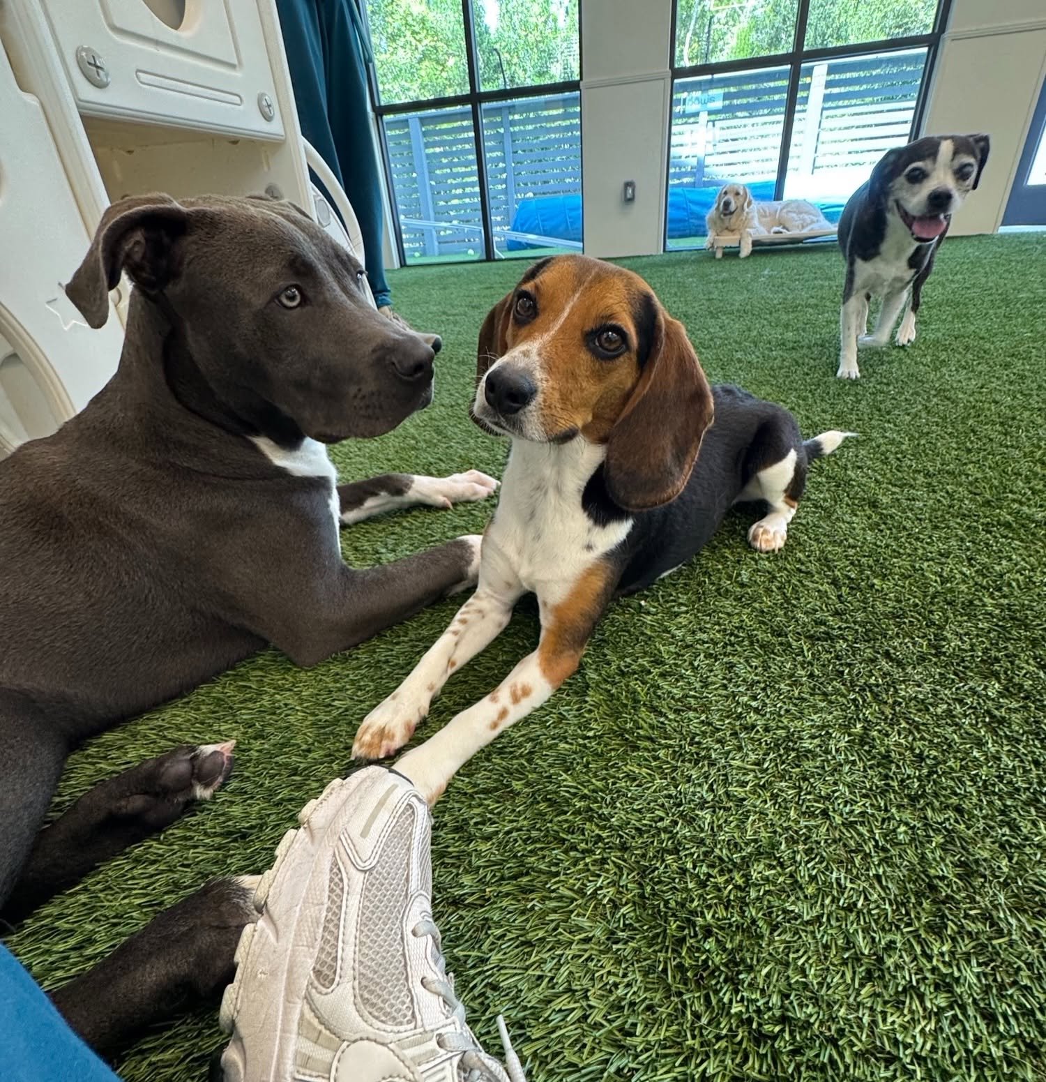 Four puppies are inside a room with a green artificial turf floor, large windows showing outdoor trees. Two puppies are lying down near the camera, one brown with blue eyes and one black and white. One black and white puppy is standing and smiling, w
