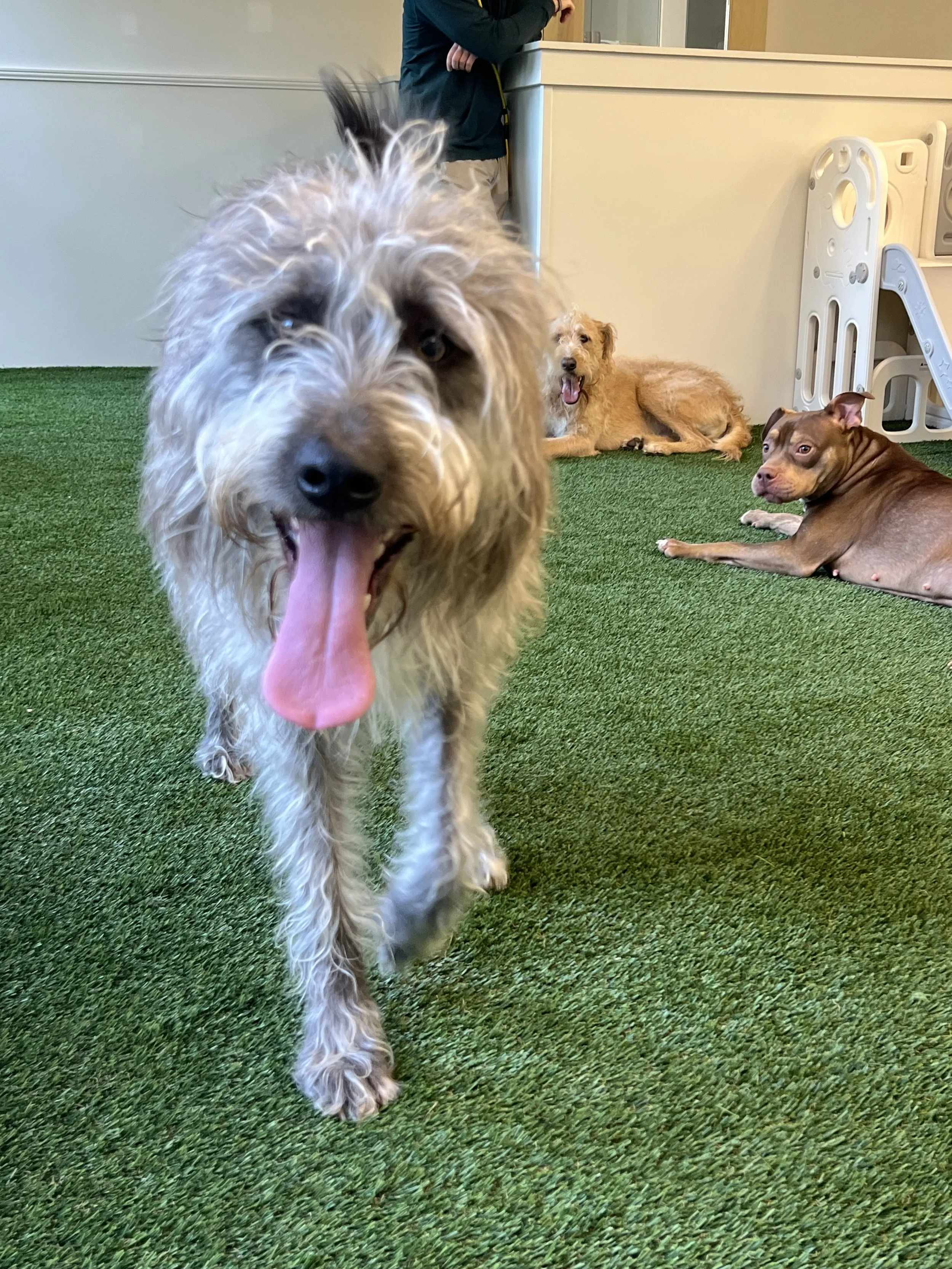 Three dogs in an indoor play area with green turf: a scruffy light-colored dog in the foreground with its tongue out, a medium-sized tan dog lying down in the background, and a brown dog lying on its side. At "A Place To Paws" Luxury Boarding