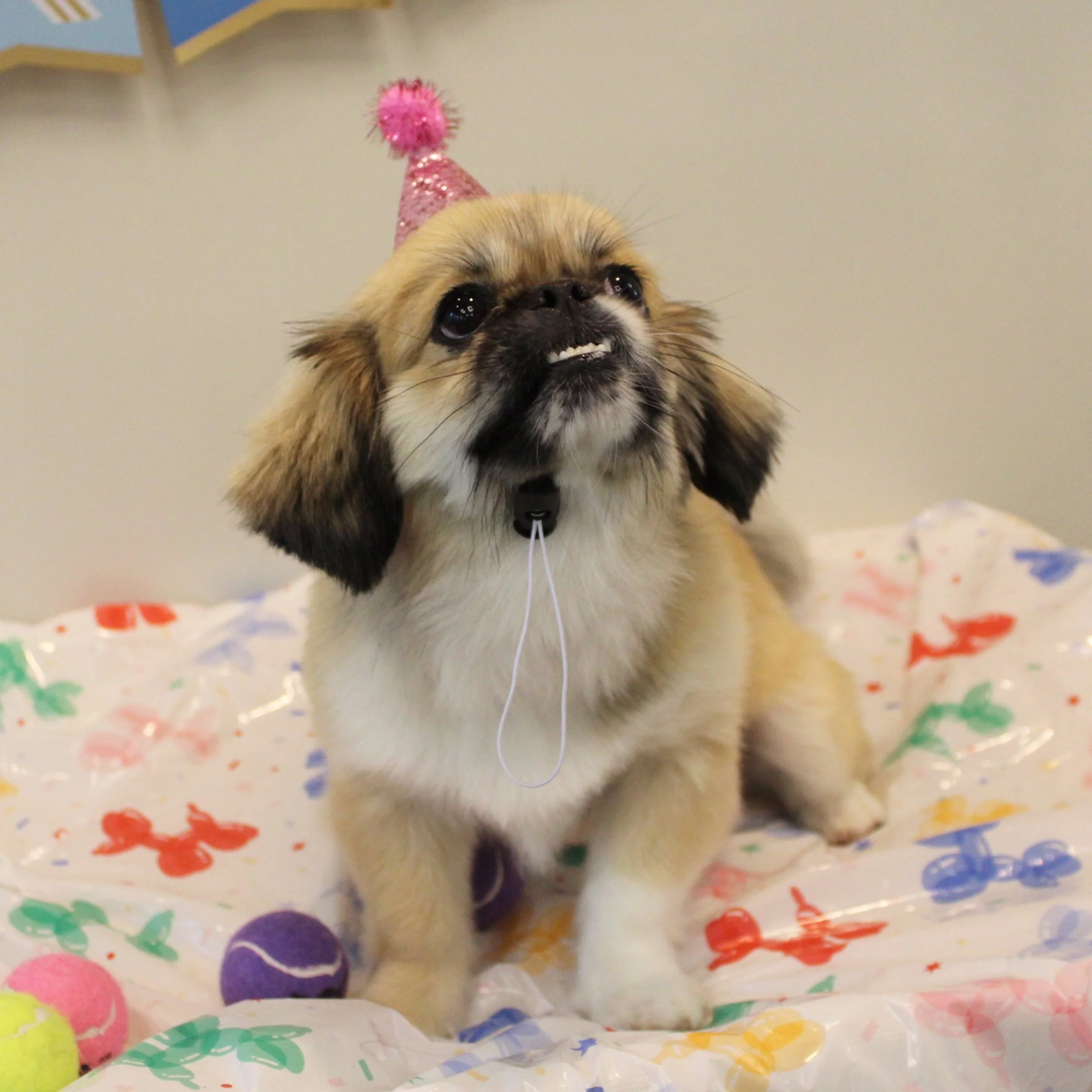 A small dog wearing a pink party hat with a pom-pom on top. The dog has a fluffy coat with light brown, white, black, and tan fur. The dog is looking up with wide, dark eyes and a slightly open mouth, smiling at A Place to Paws Luxury Boarding