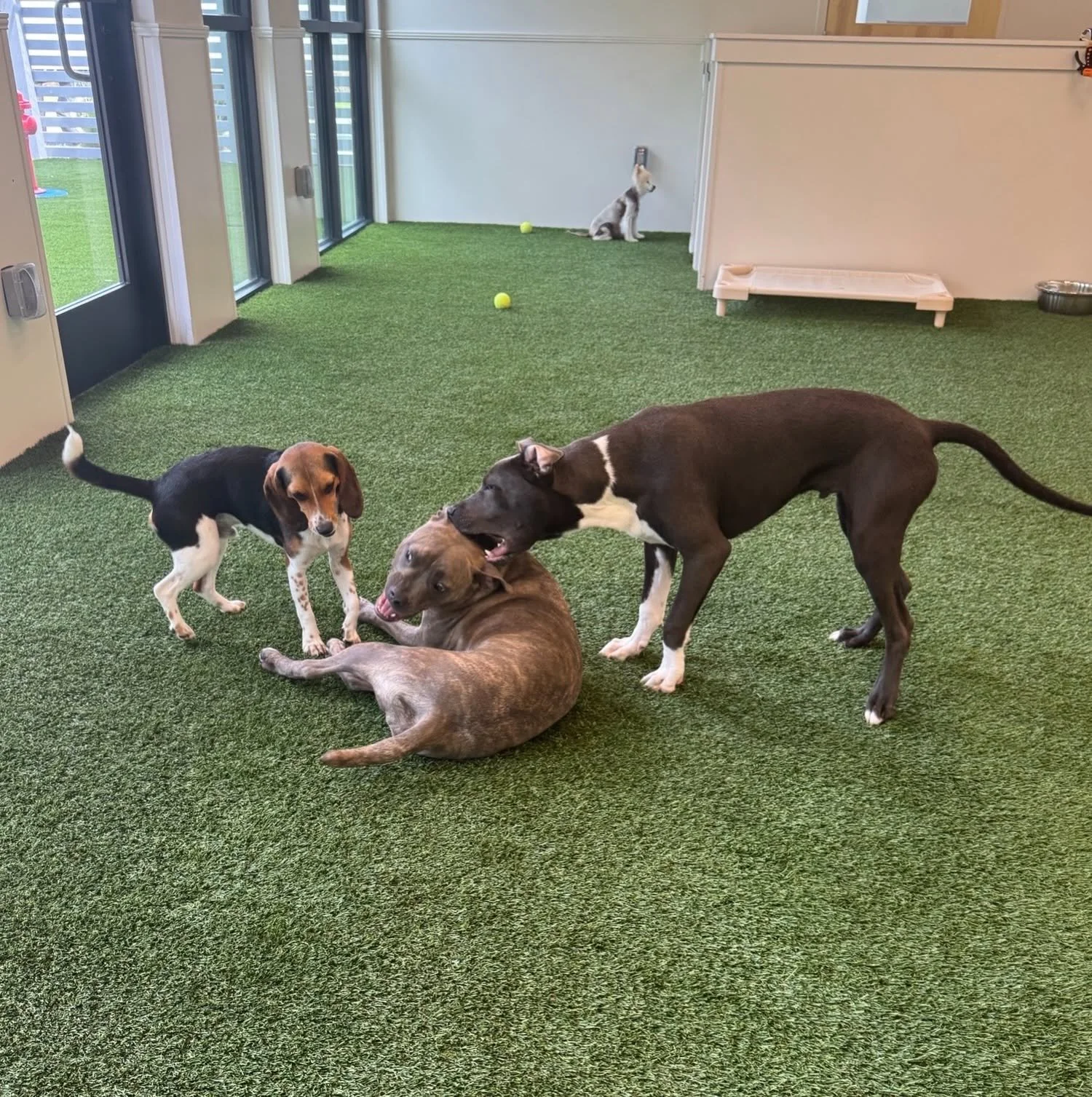 Four dogs playing on green artificial turf inside a room with large windows and a white wall. One dog is lying on the ground, two dogs are standing and interacting, and one dog is sitting near a wall with a tennis ball nearby. at A Place to Paws