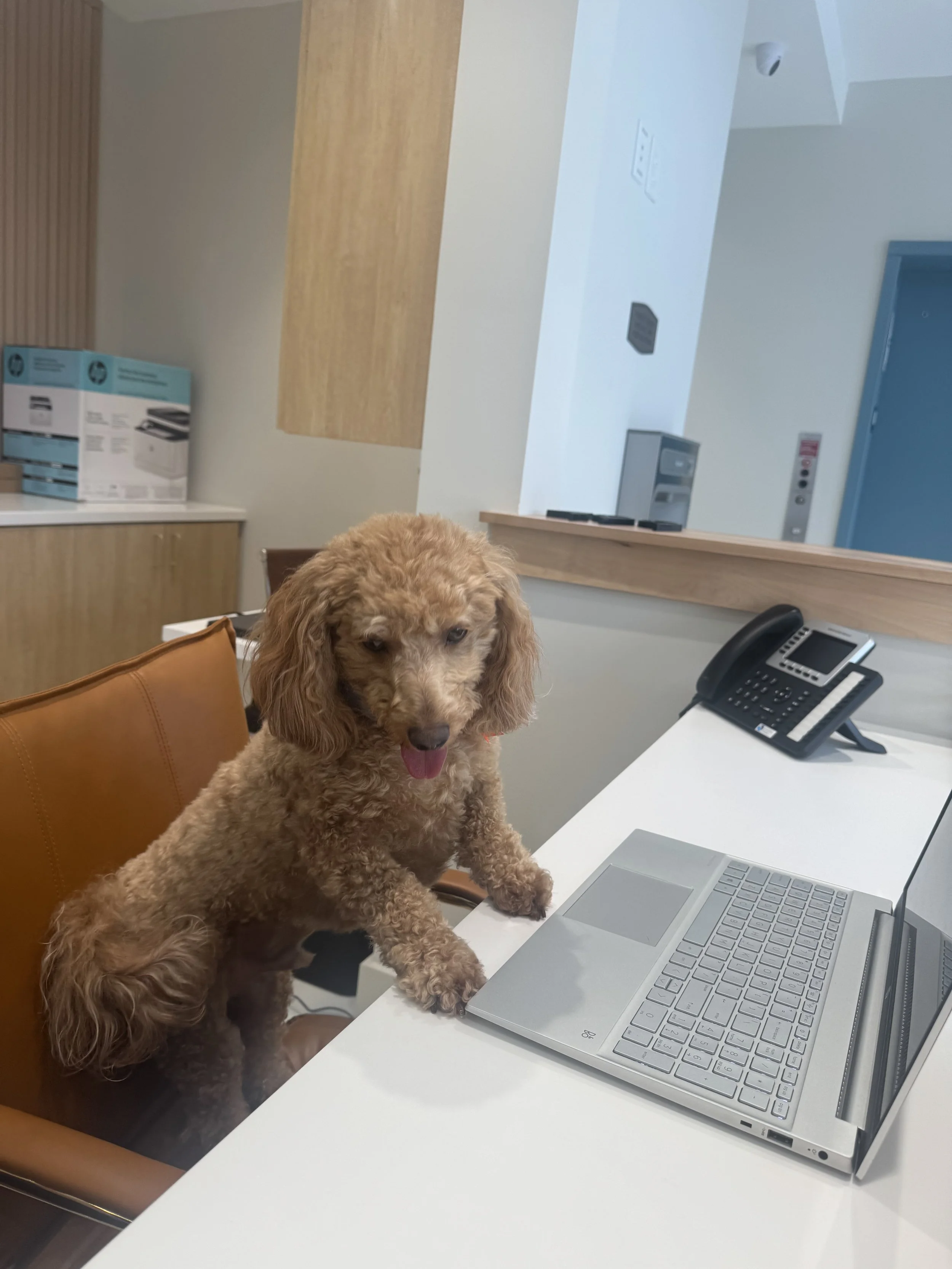 A small brown poodle dog sitting on a brown office chair at a white desk, with a laptop and a black office phone. The dog appears to be in an office or reception area. "A Place To Paws Luxury Boarding", located in Bluffton, SC, offering dog daycare