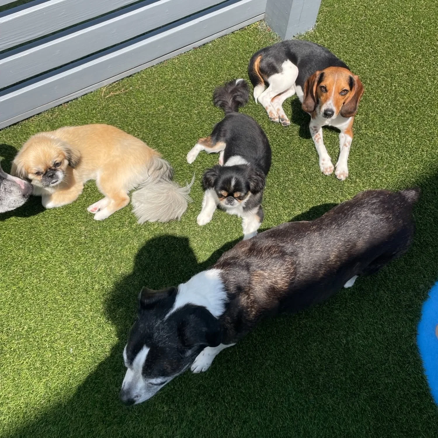 Group of five dogs of various breeds and sizes lying on green artificial grass outdoors, with a gray fence in the background at A Place to Paws Luxury Boarding and Doggy Daycare in Bluffton, South Carolina Lowcountry