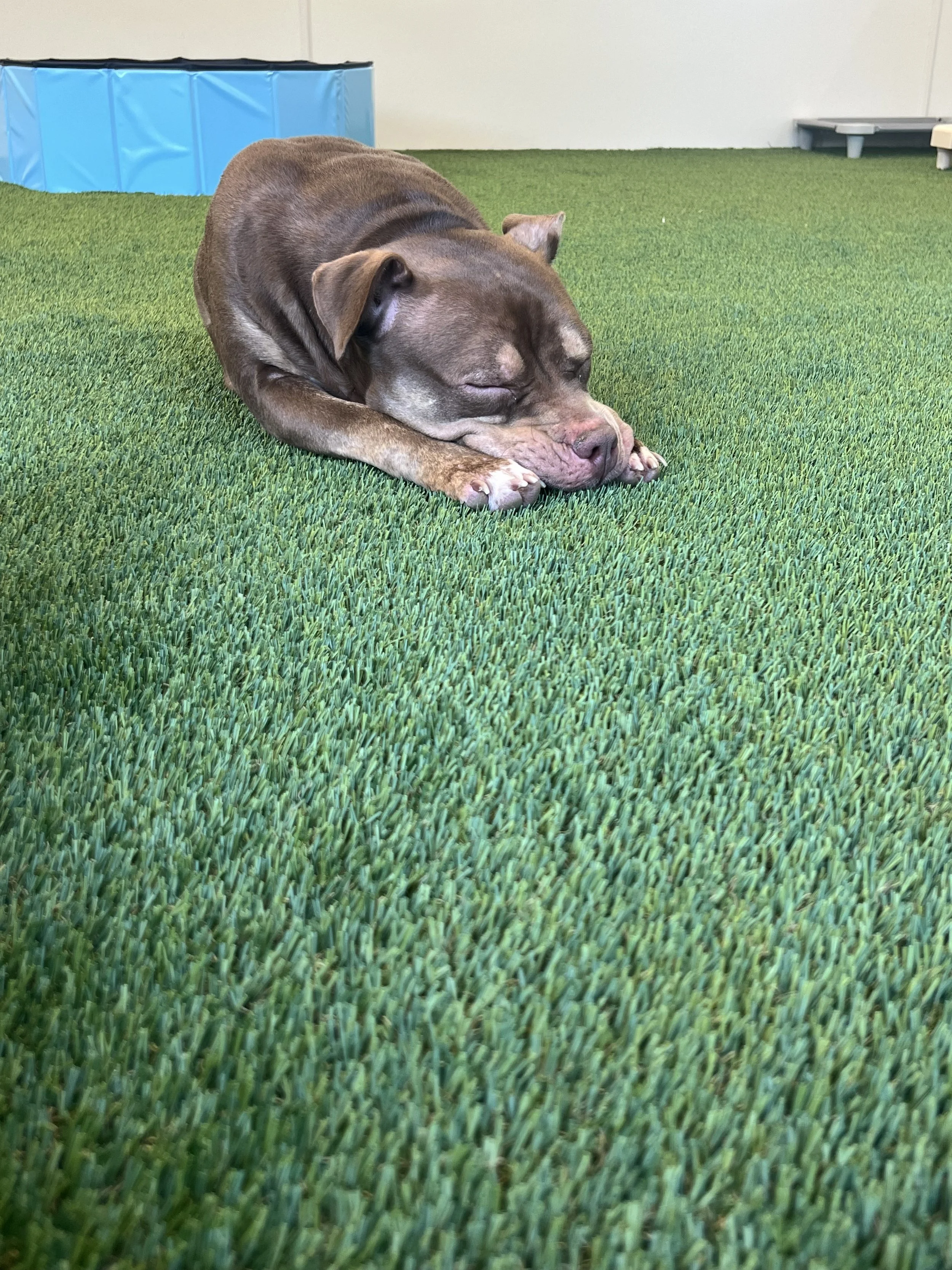 A brown dog sleeping on a green artificial grass mat indoors. At "A Place To Paws Luxury Boarding", located in Bluffton, SC, offering doggy day care and premier dog boarding for the very best pets