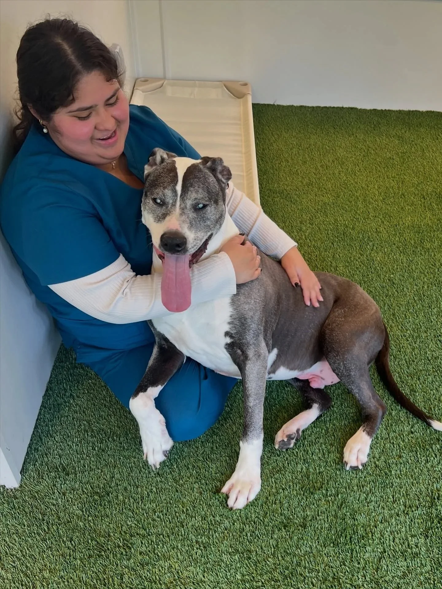 A woman wearing a blue medical scrubs holding a large brindle and white dog with blue eyes. The dog has its tongue sticking out and appears happy. They are sitting on green artificial grass in a room at A Place to Paws Bluffton SC