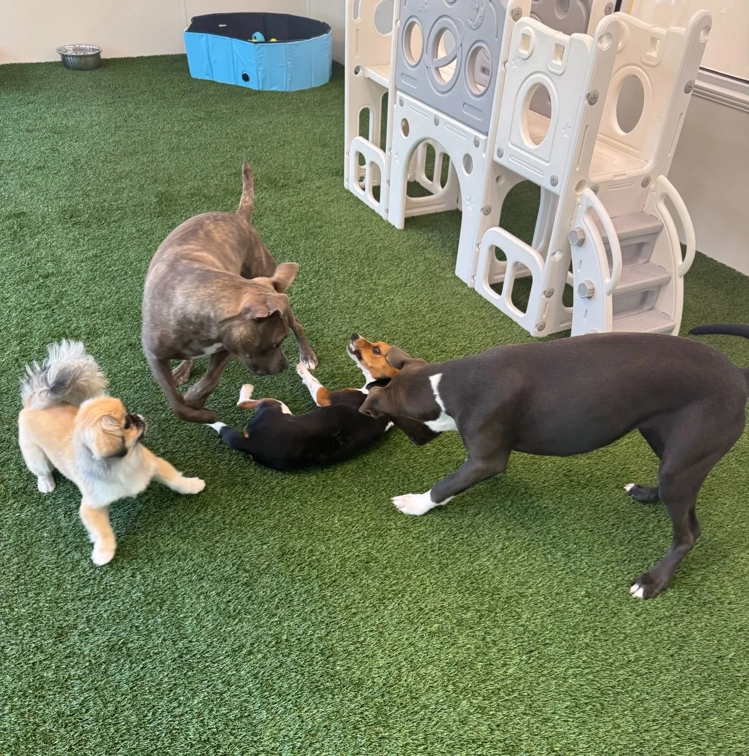 Five puppies and a medium-sized dog playing on artificial grass in an indoor play area with plastic play structures and a blue wading pool in the background. at A Place to Paws Luxury Boarding and Doggy Daycare in Bluffton, South Carolina Lowcountry