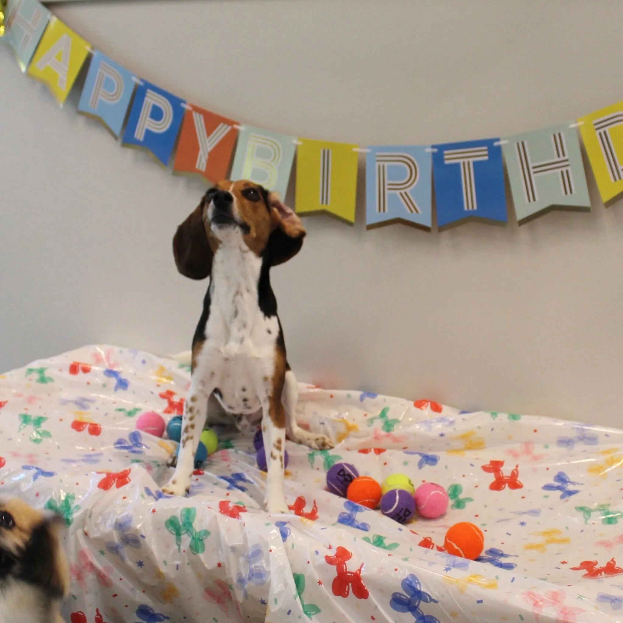 A dog standing on a table with a colorful birthday banner hanging on the wall behind it, and birthday balloons on the table, decorated with multicolored confetti on a plastic table cover. at A Place to Paws Luxury Boarding and Doggy Daycare