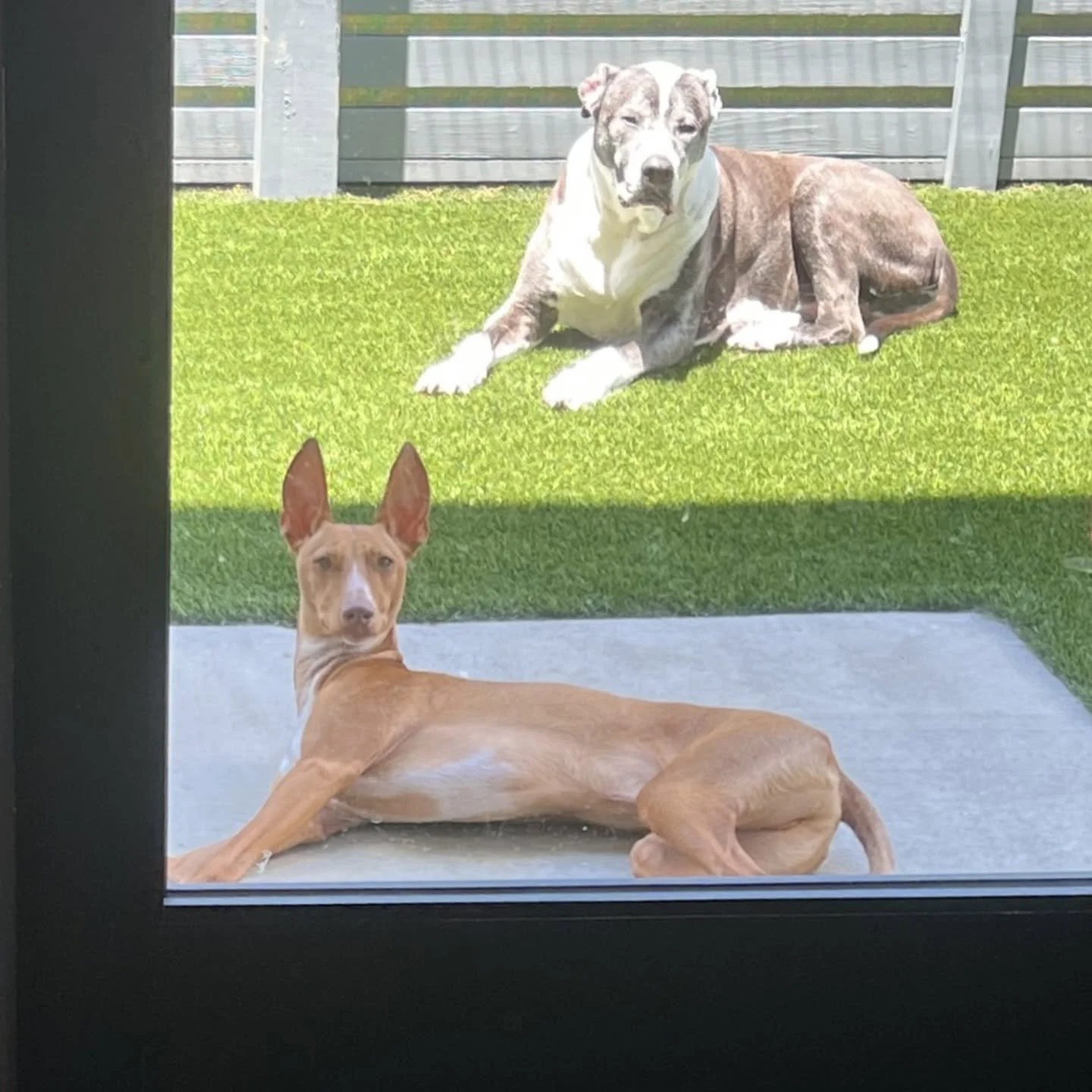 Two dogs sitting outside on a grassy lawn viewed through a glass door. One dog with a brown coat and large ears is lying down on the patio, and a larger, brindle and white dog is lying on the grass in the background. A Place to Paws Luxury Boarding