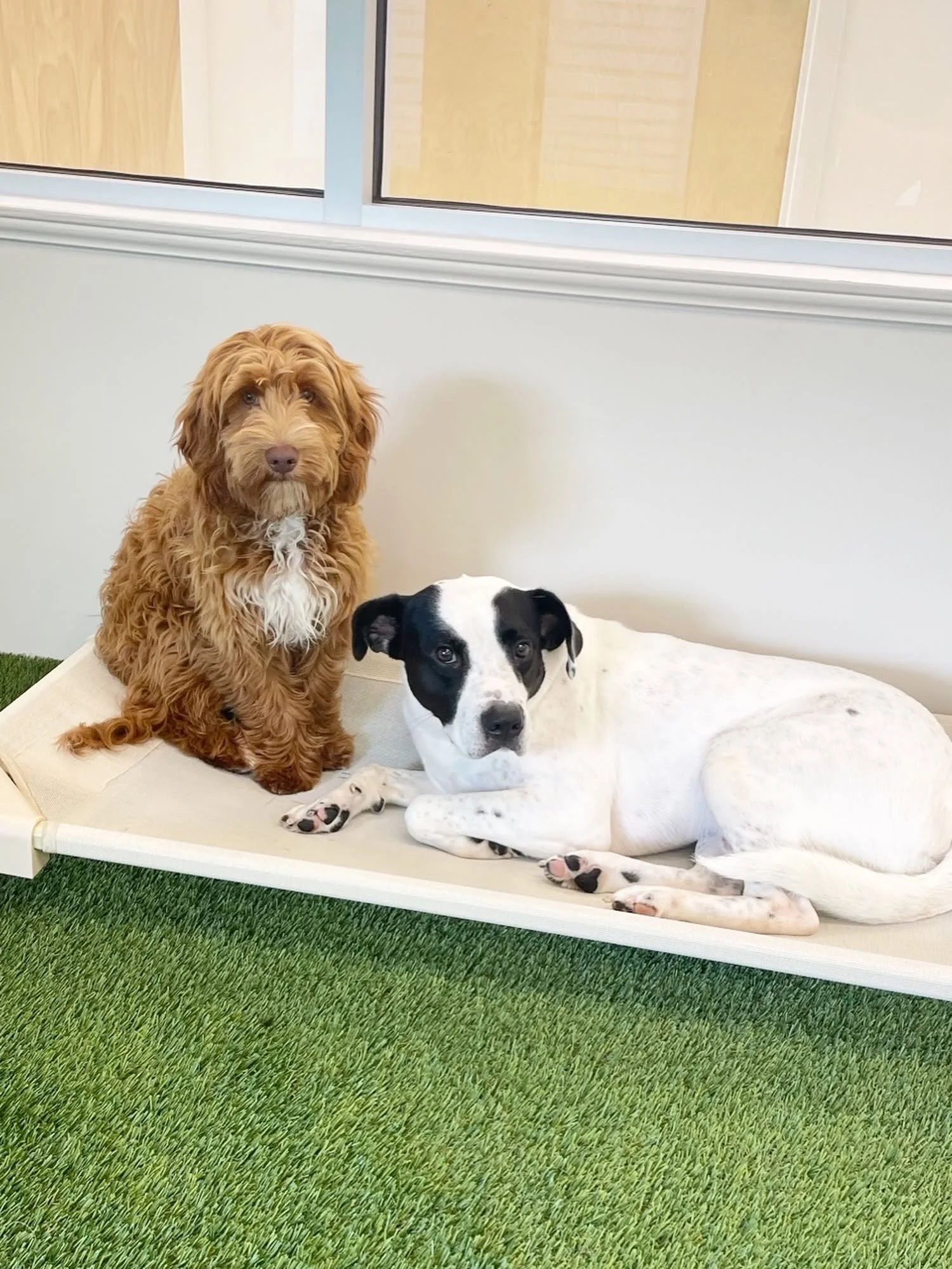A brown curly-haired dog and a black and white dog lying on a cream-colored platform with green artificial grass underneath, in front of a window with a wooden frame. at A Place to Paws Luxury Boarding and Doggy Daycare in Bluffton, South Carolina 