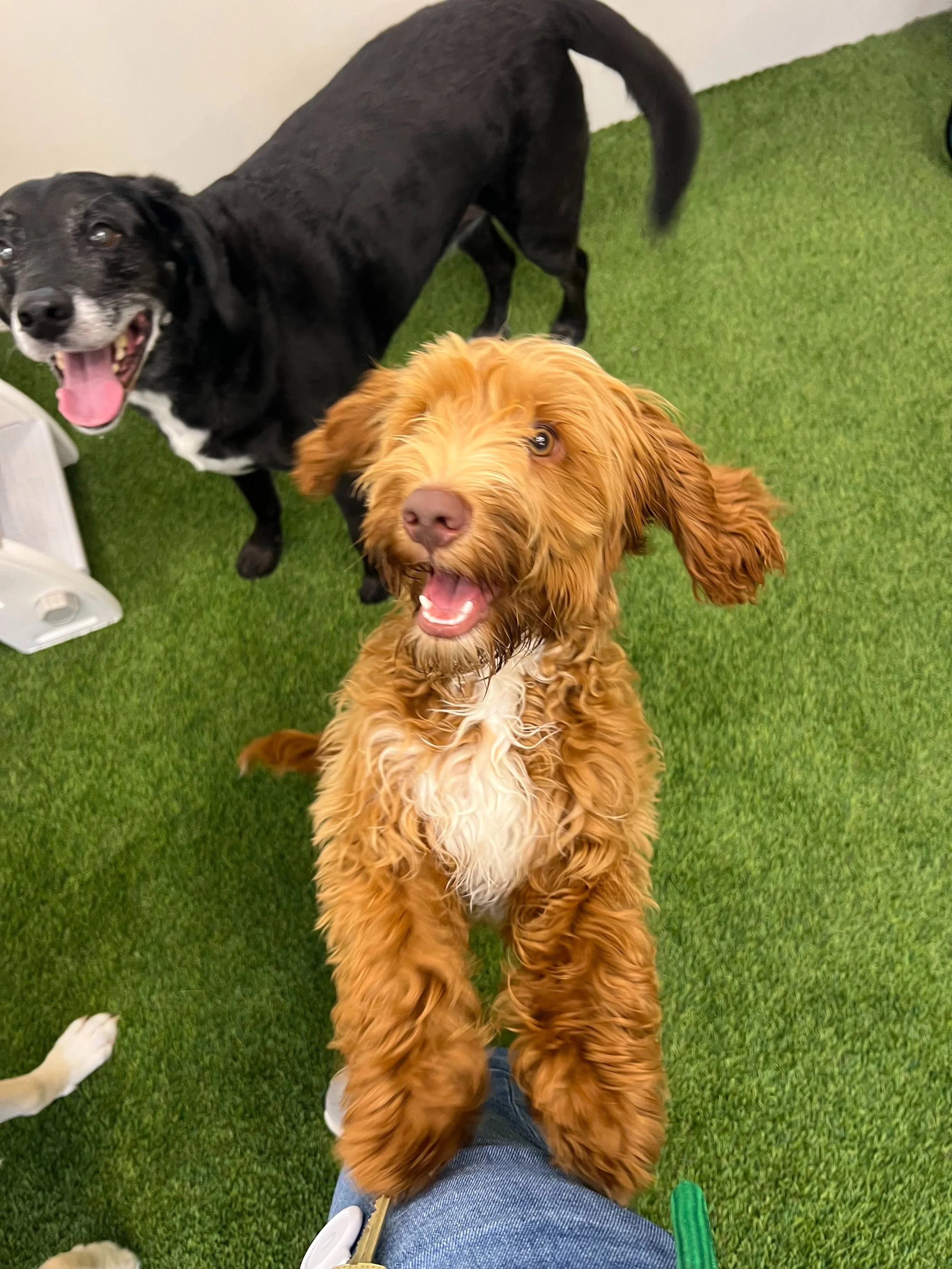Two dogs, one black and white and the other brown, standing on green artificial turf, with a person's leg and foot visible in the foreground. A Place To Paws Luxury Boarding and Doggy Daycare in Bluffton, South Carolina