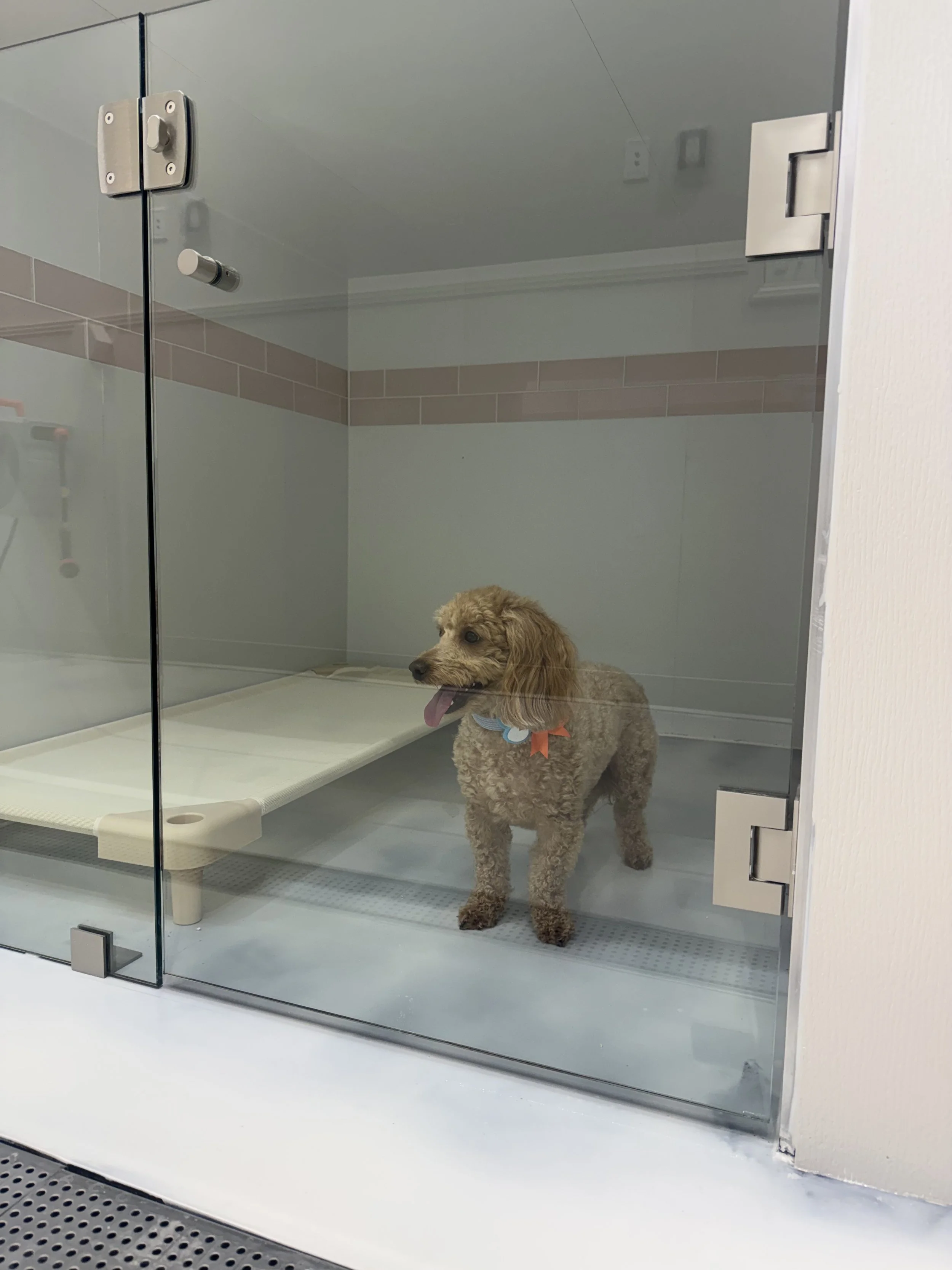 A cute dog with a colorful scarf in a luxurious tiled suite, at "A Place To Paws Luxury Boarding", located in Bluffton, SC, offering doggy daycare and premier dog boarding