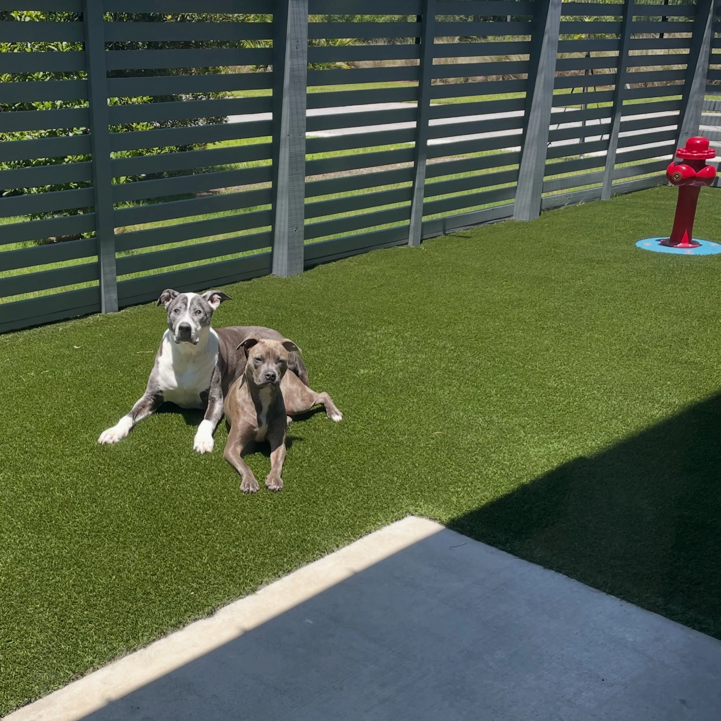 Three dogs sitting on a well-kept grassy yard near a blue horizontal slat fence with greenery visible above. A red fire hydrant is also present near the fence at A Place to Paws Luxury Boarding and Doggy Daycare in Bluffton, South Carolina Lowcountry