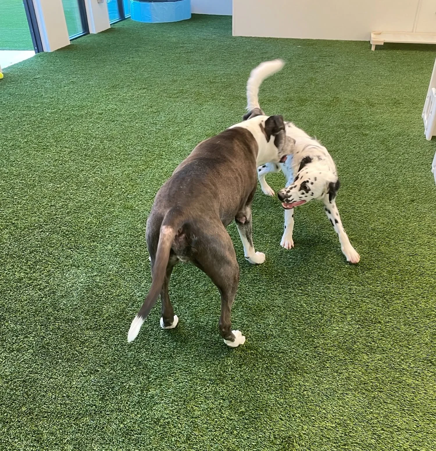 Two dogs playing inside a room with green carpet, near glass doors and white walls at A Place to Paws Luxury Boarding and Doggy Daycare in Bluffton, South Carolina Lowcountry