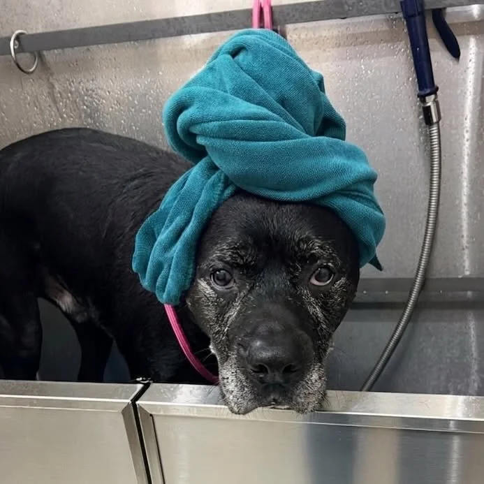 A black dog with a blue towel wrapped around its head, resting its chin on a metallic surface, with a wet coat and water in the background. Bathing services at A Place To Paws Luxury Boarding and Doggy Daycare in Bluffton, South Carolina