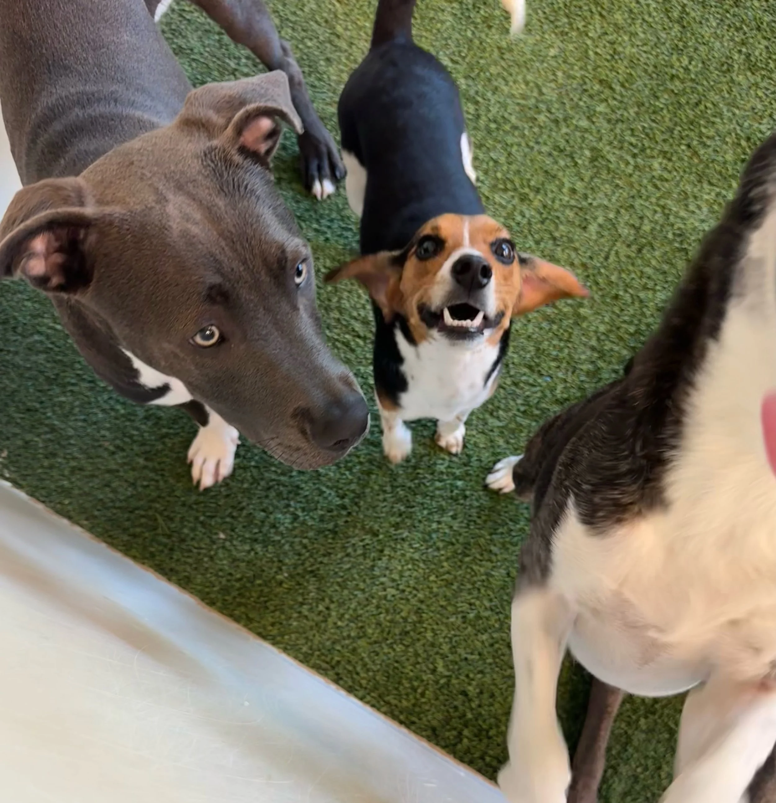Multiple dogs lying on green carpet, one black and tan dog prominently looking up with open mouth, other dogs partially visible. at A Place to Paws Luxury Boarding and Doggy Daycare in Bluffton, South Carolina Lowcountry
