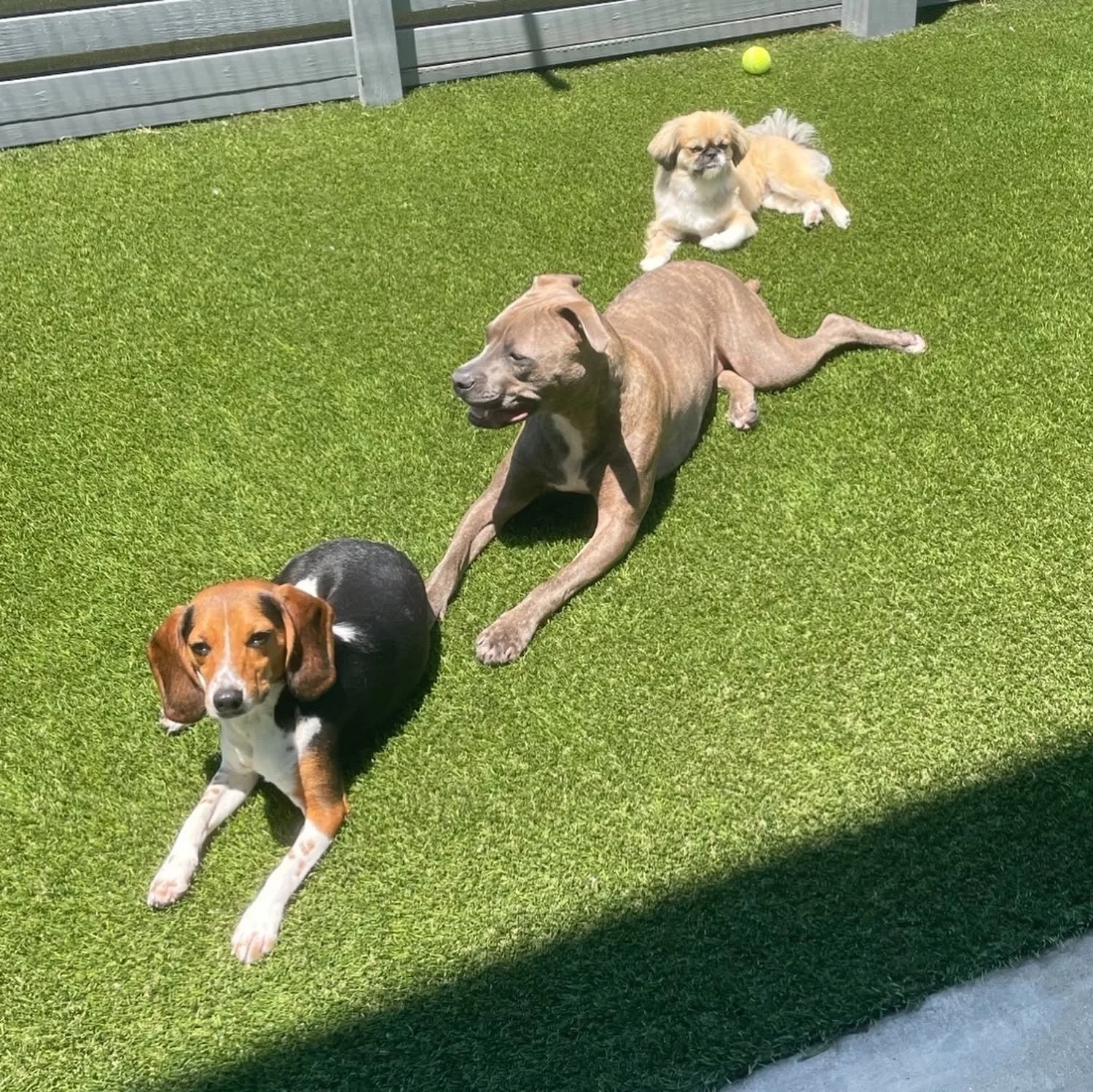 Four dogs lying on green grass in a backyard, with a grey wooden fence and a tennis ball in the background at A Place to Paws Luxury Boarding and Doggy Daycare in Bluffton, South Carolina Lowcountry