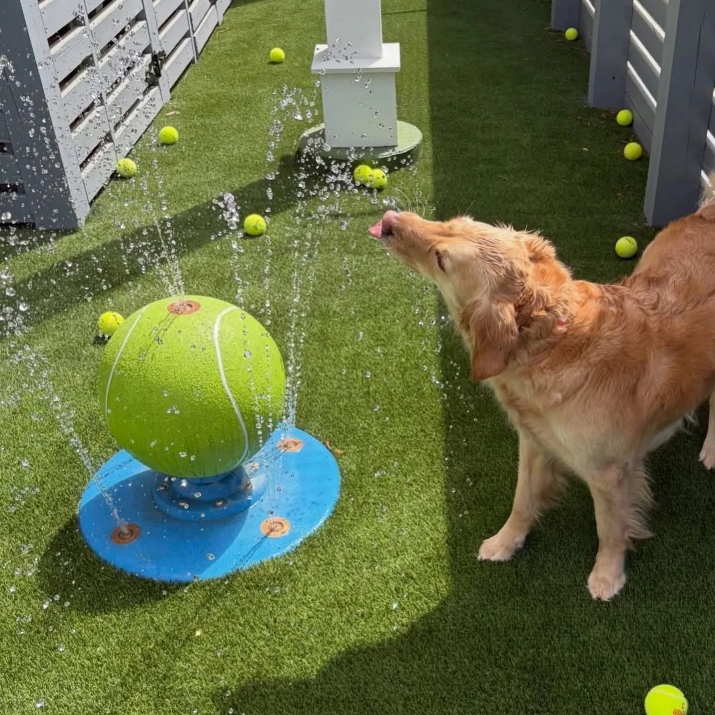 A golden retriever drinking water from a splash pad with a green tennis ball on it. There are numerous tennis balls scattered on artificial grass surrounding the splash pad, and a white fence on either side. at A Place to Paws Luxury Boarding 