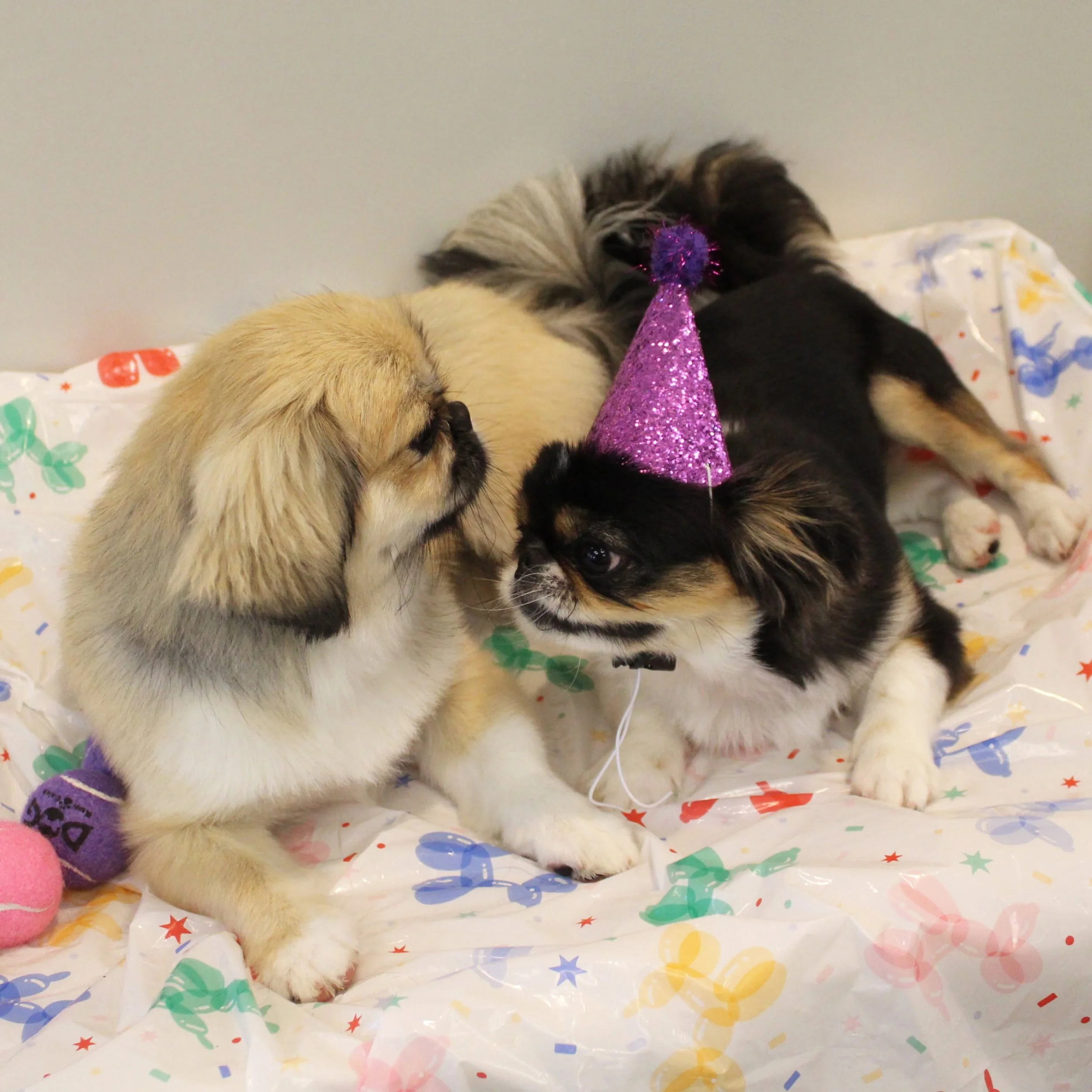 Three puppies wearing purple party hats with shiny pom-poms, resting on a colorful, festive blanket with confetti patterns at A Place to Paws Luxury Boarding and Doggy Daycare in Bluffton, South Carolina Lowcountry