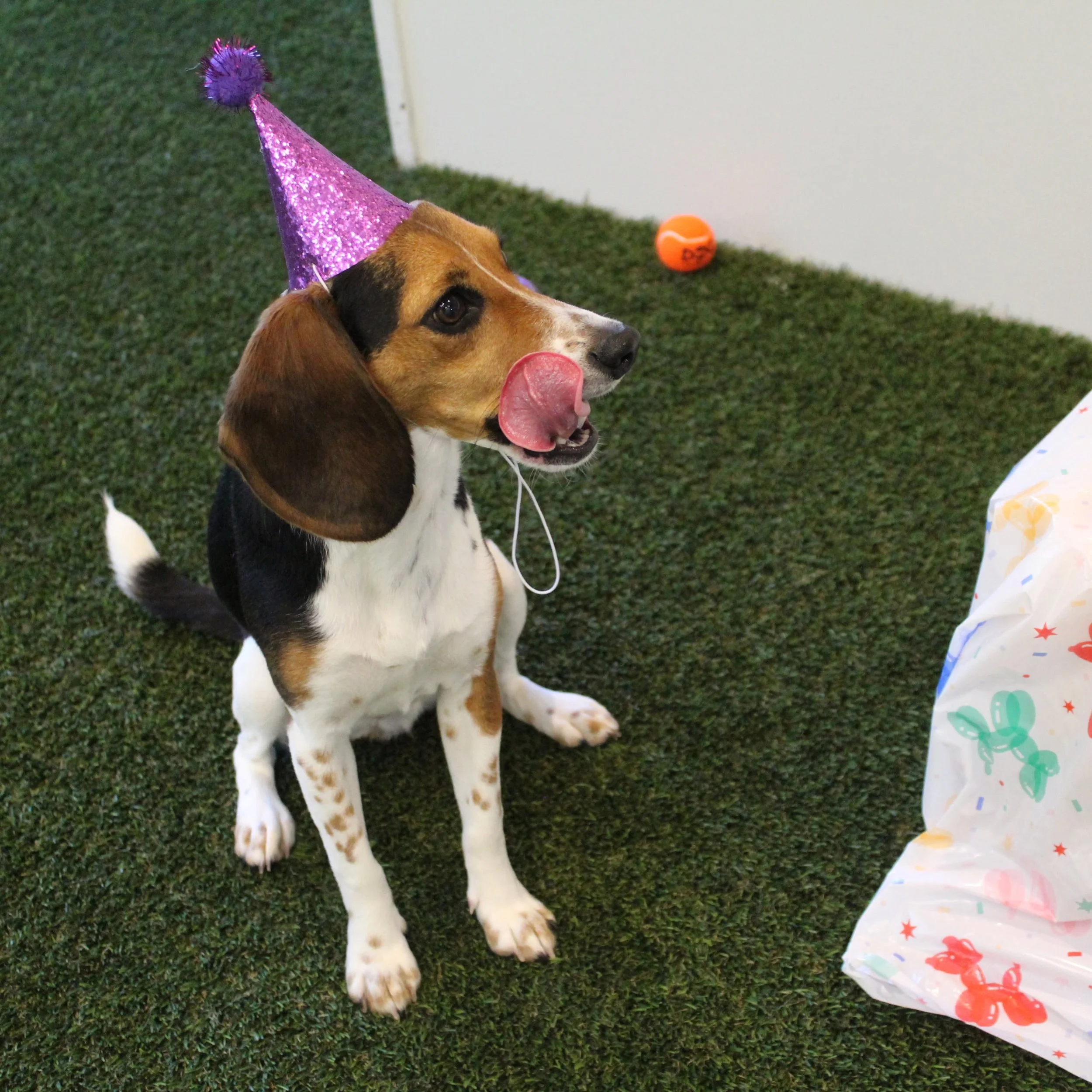 A dog wearing a sparkly purple party hat with a fluffy pom-pom on top, sitting on artificial grass near a white wall and a colorful balloon deployment. The dog is licking its nose with its tongue hanging out. at A Place to Paws Luxury Boarding 