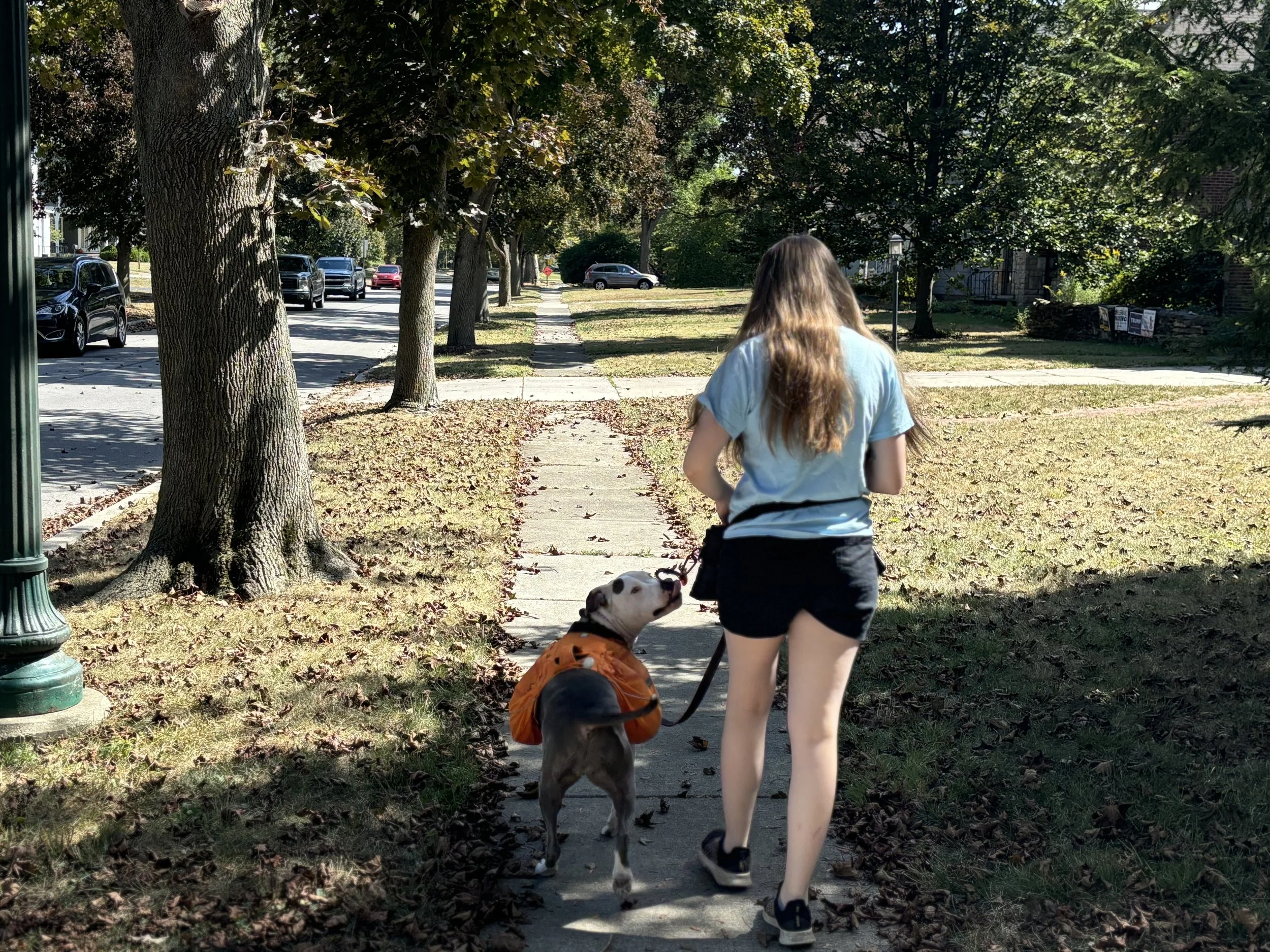 Dog Walk- 5 Session Package