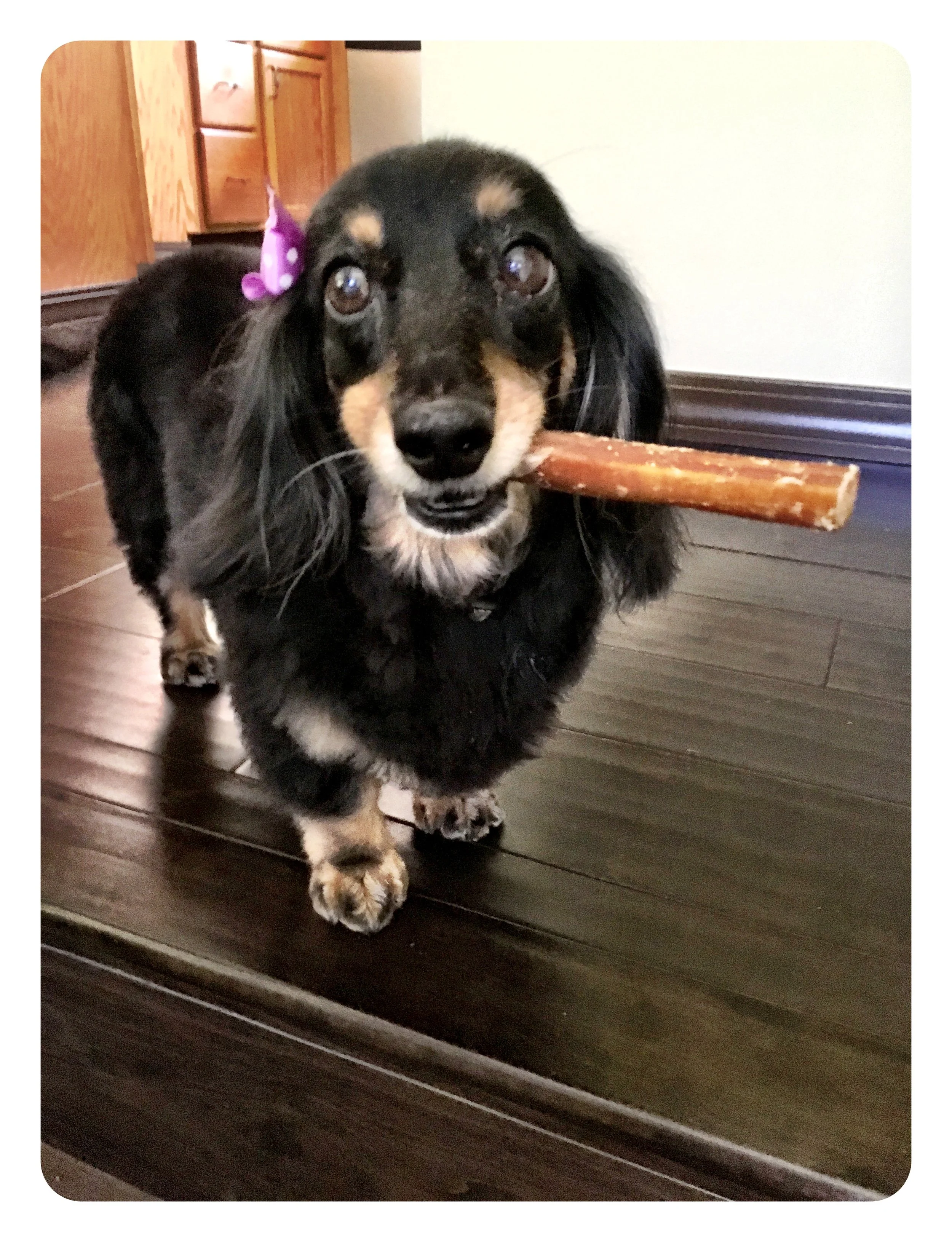 Black and tan dachshund holding a stick in its mouth while standing on a wooden floor, playful and curious expression