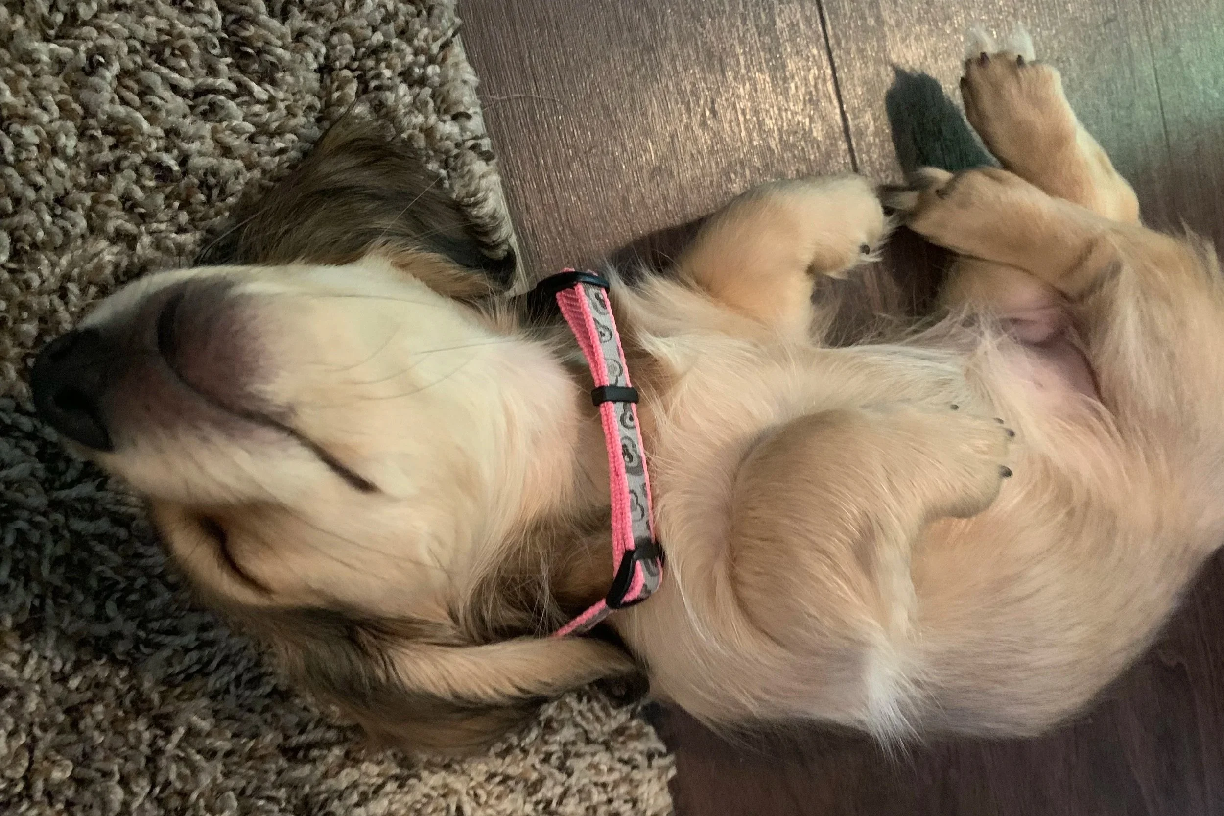 Bunny the Dachshund - Chief Cuddle Officer