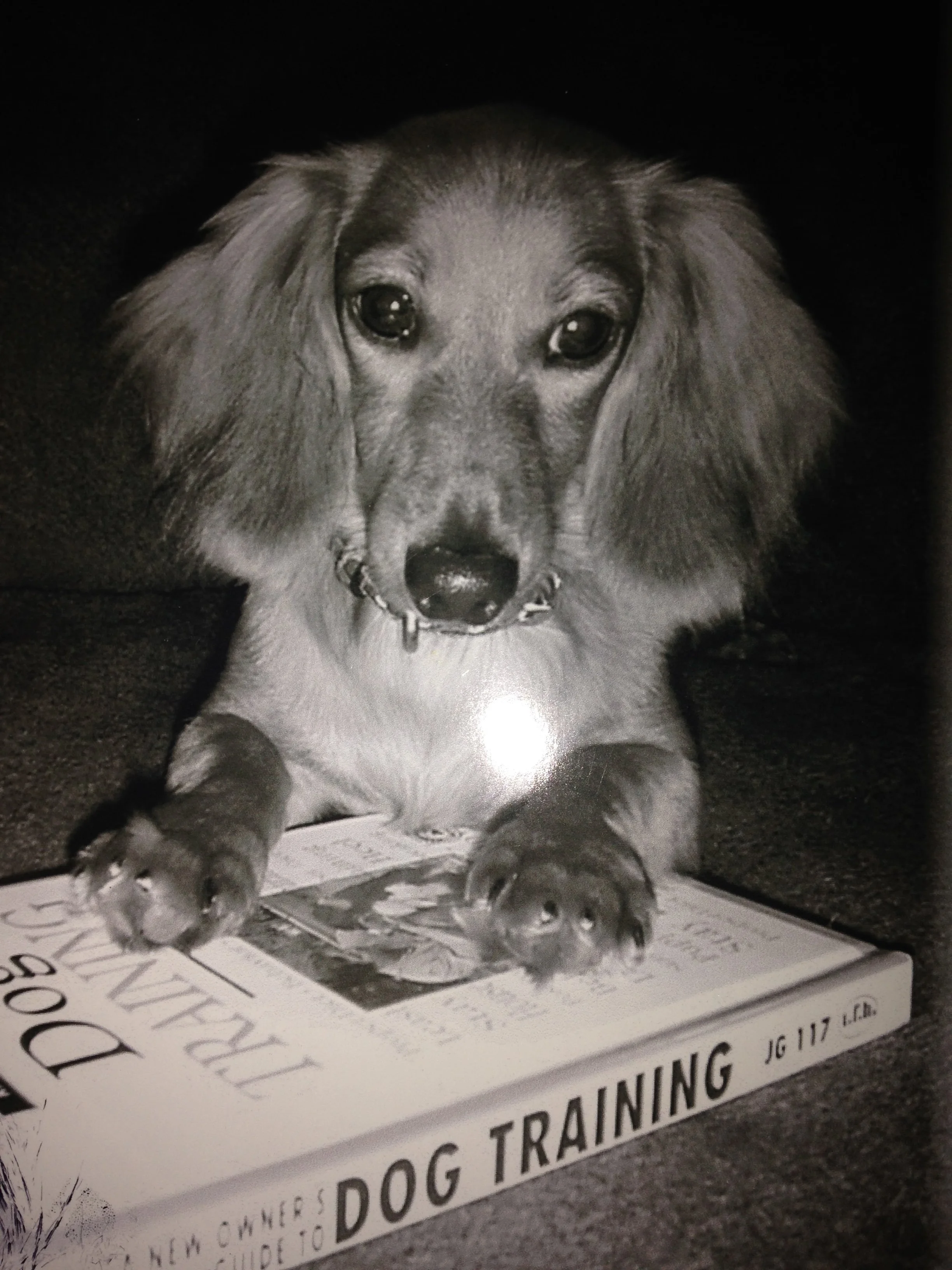 Vintage black-and-white photo of Sage, a long-haired dachshund resting her paws on a dog training book, an early dachshund inspiration behind Scatter Joyfulness Greetings.