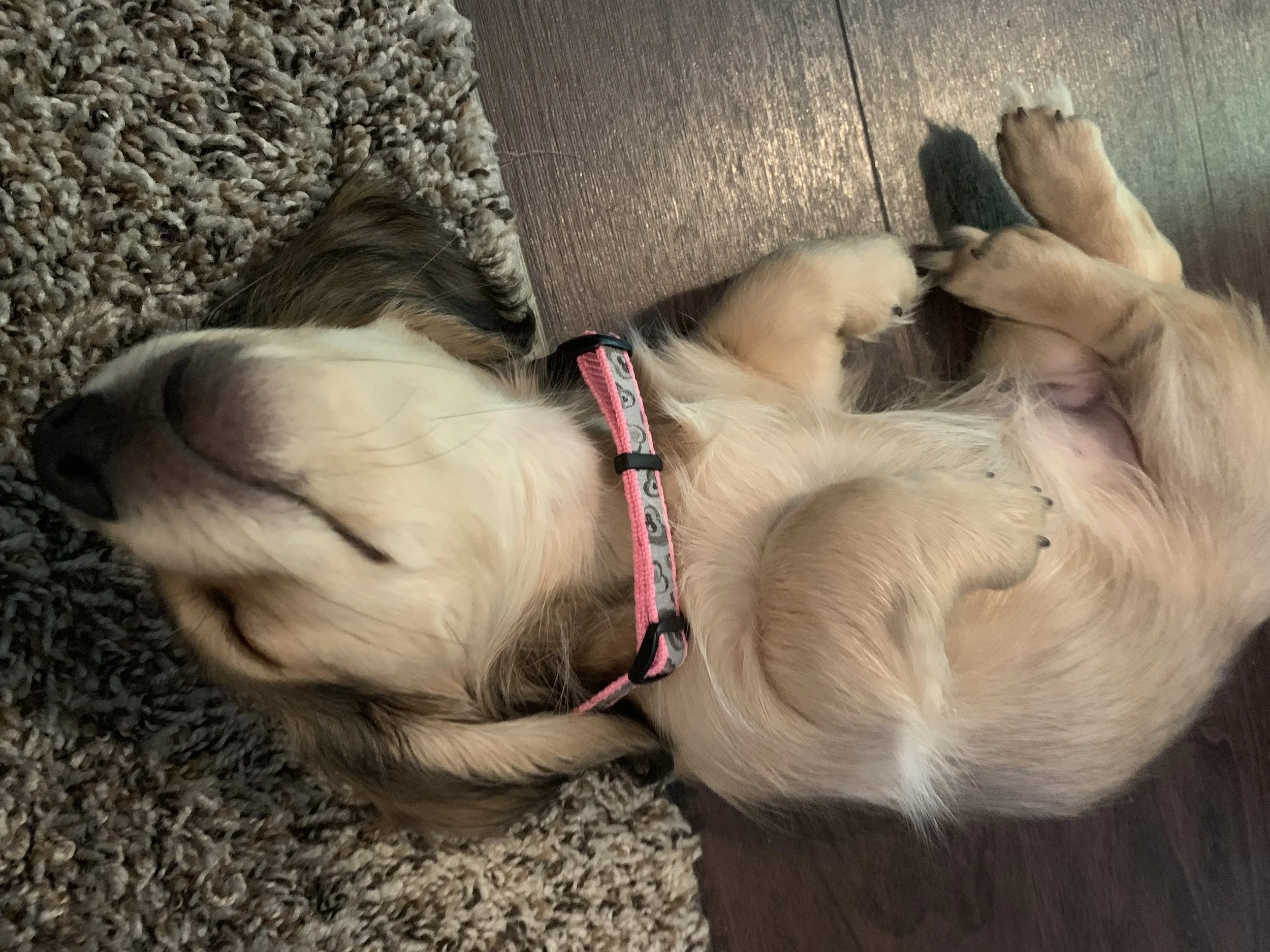 Bunny the dachshund on her first day home, lying upside down with a relaxed and happy expression