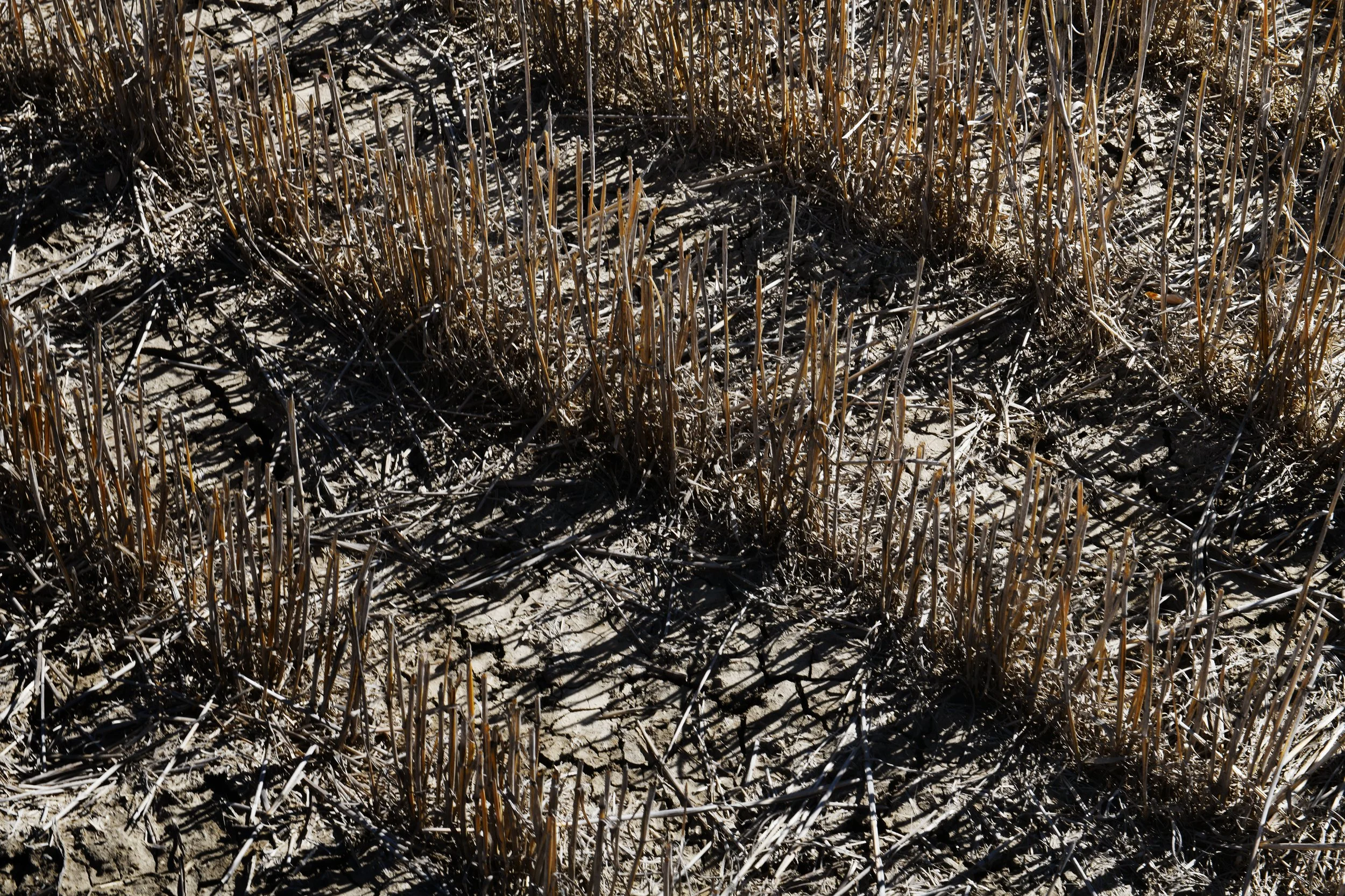 Good_Earth#20.jpg