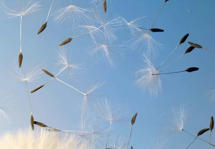 Close-up of dandelion seeds floating against a blue sky.