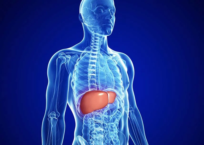 Digital illustration of a female human body with transparent skin showing internal organs, highlighting the liver in red.