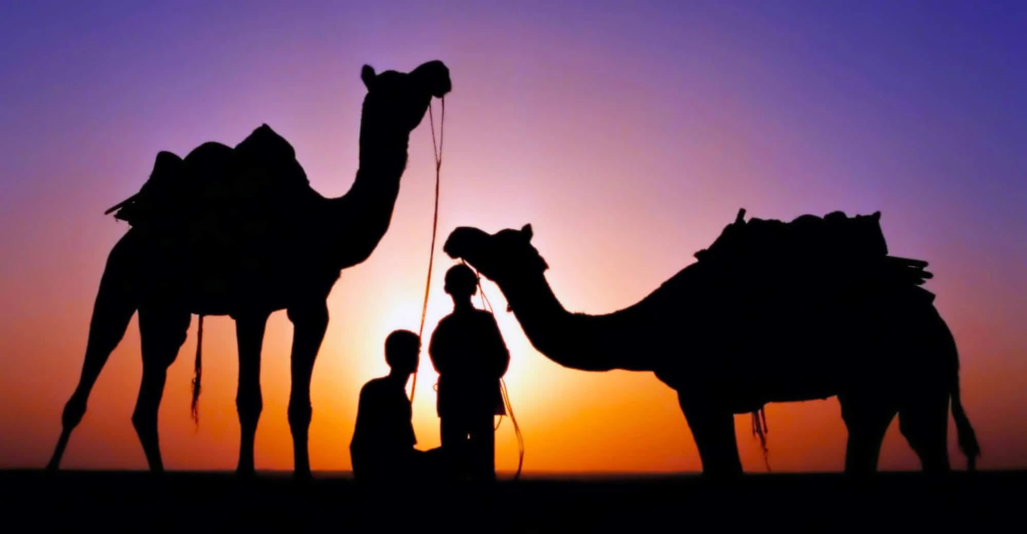 125x65cm-camels-sunset-India.JPG