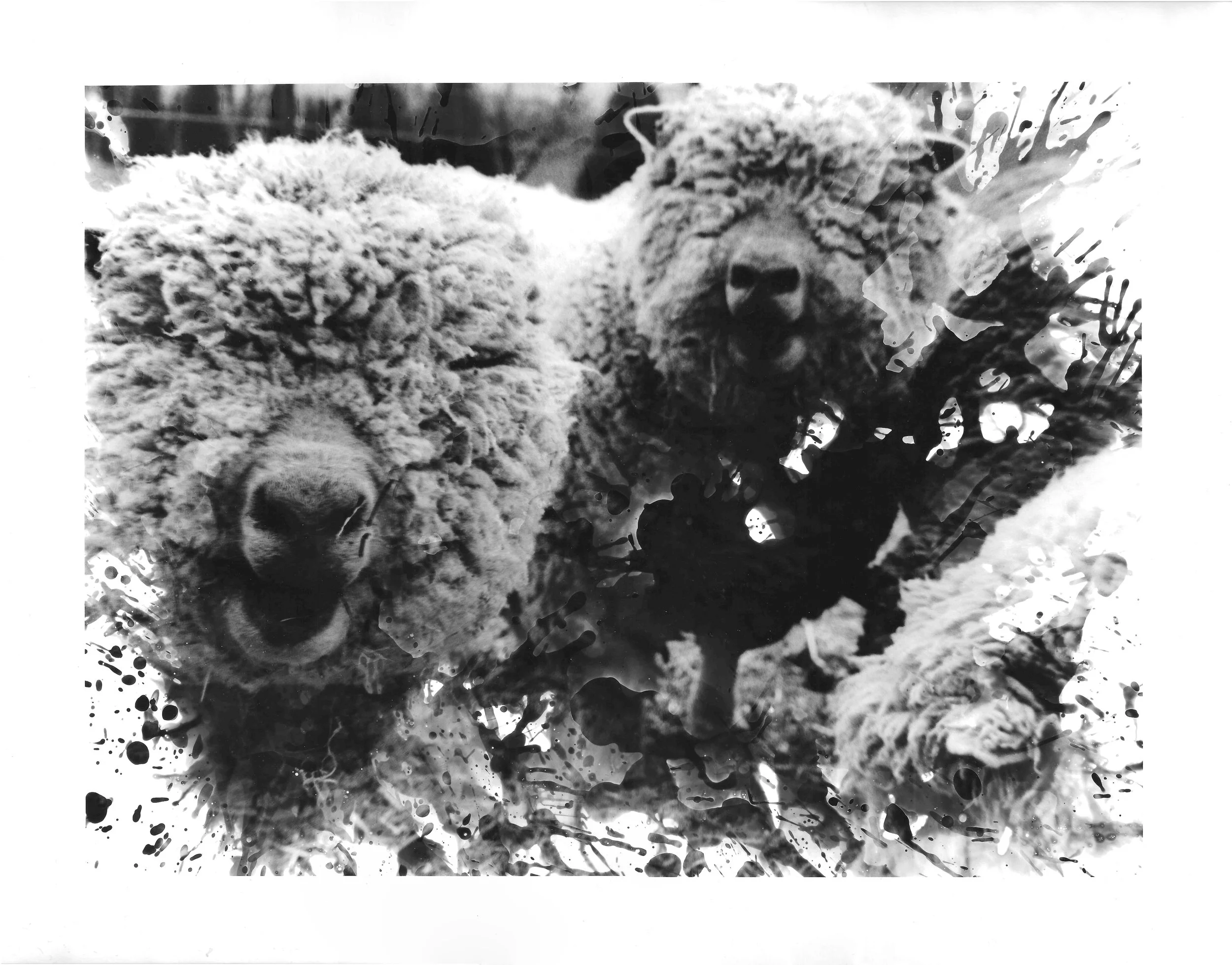 sheep.jpg