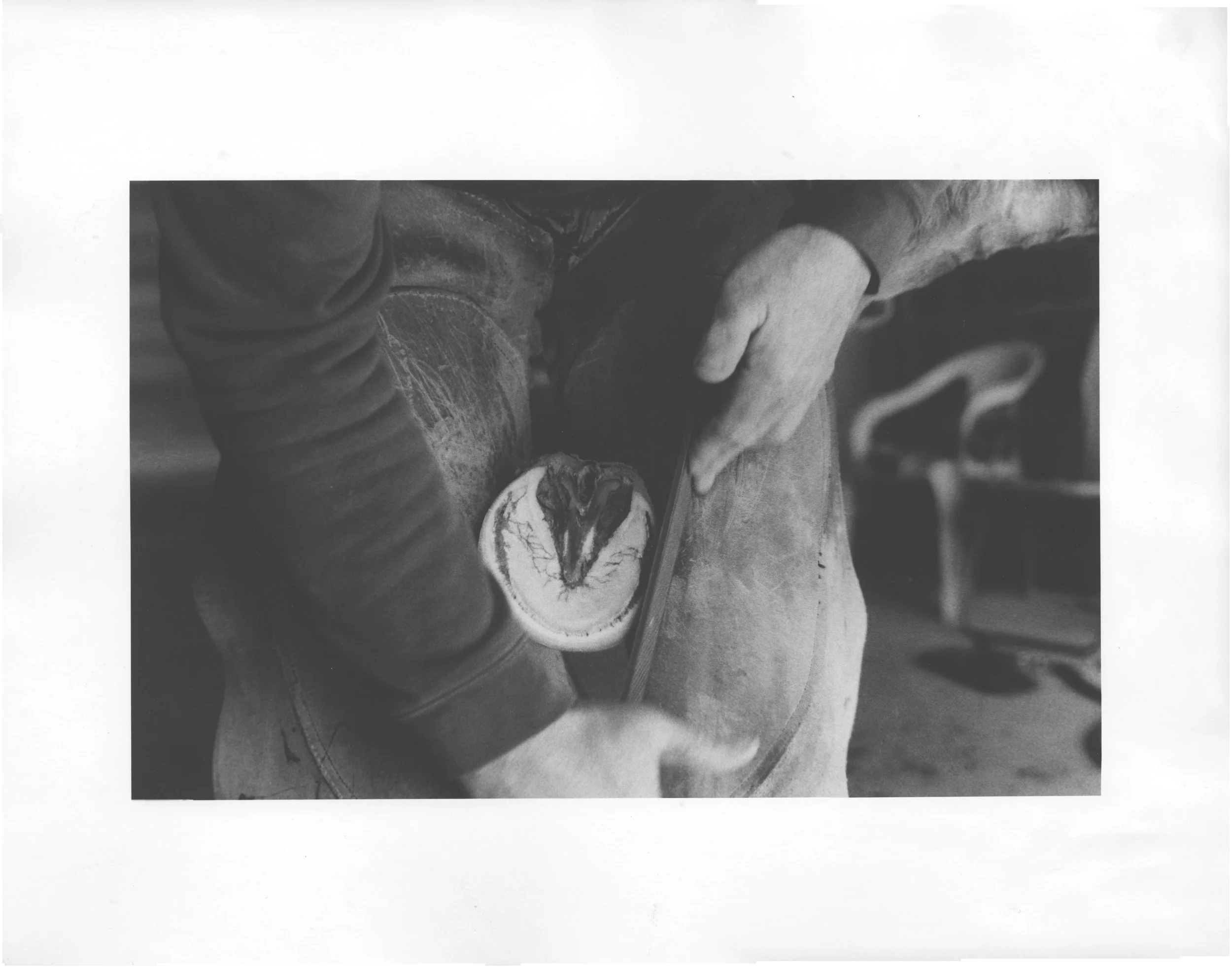 farrier.jpg