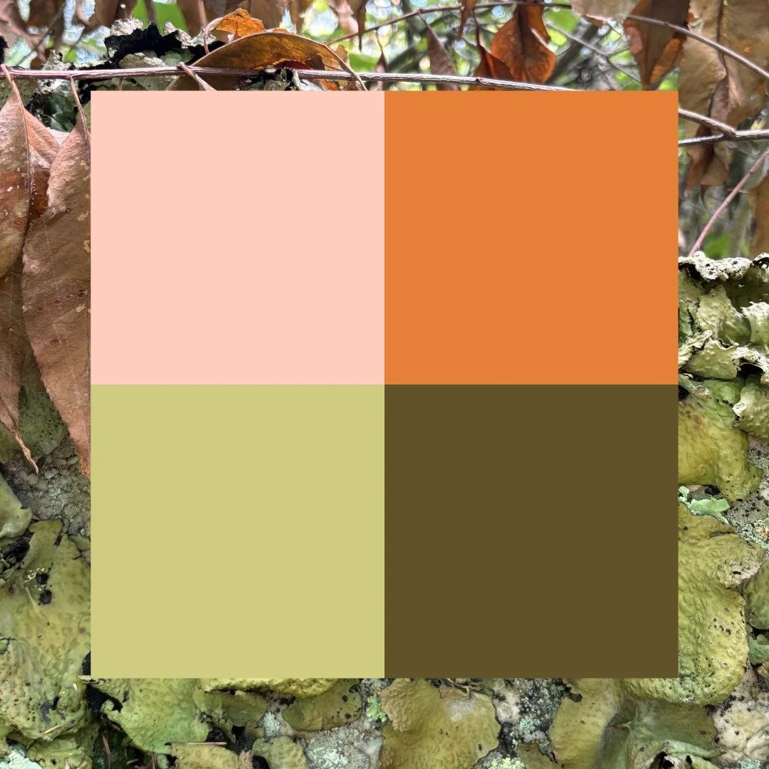 hike views | color cues
I've been snapping photos of what catches my eye on the trail and pulling out color palettes. It&rsquo;s a new ritual that makes my hikes more mindful and gives me endless color + texture inspiration.

#colorpalette #natureins