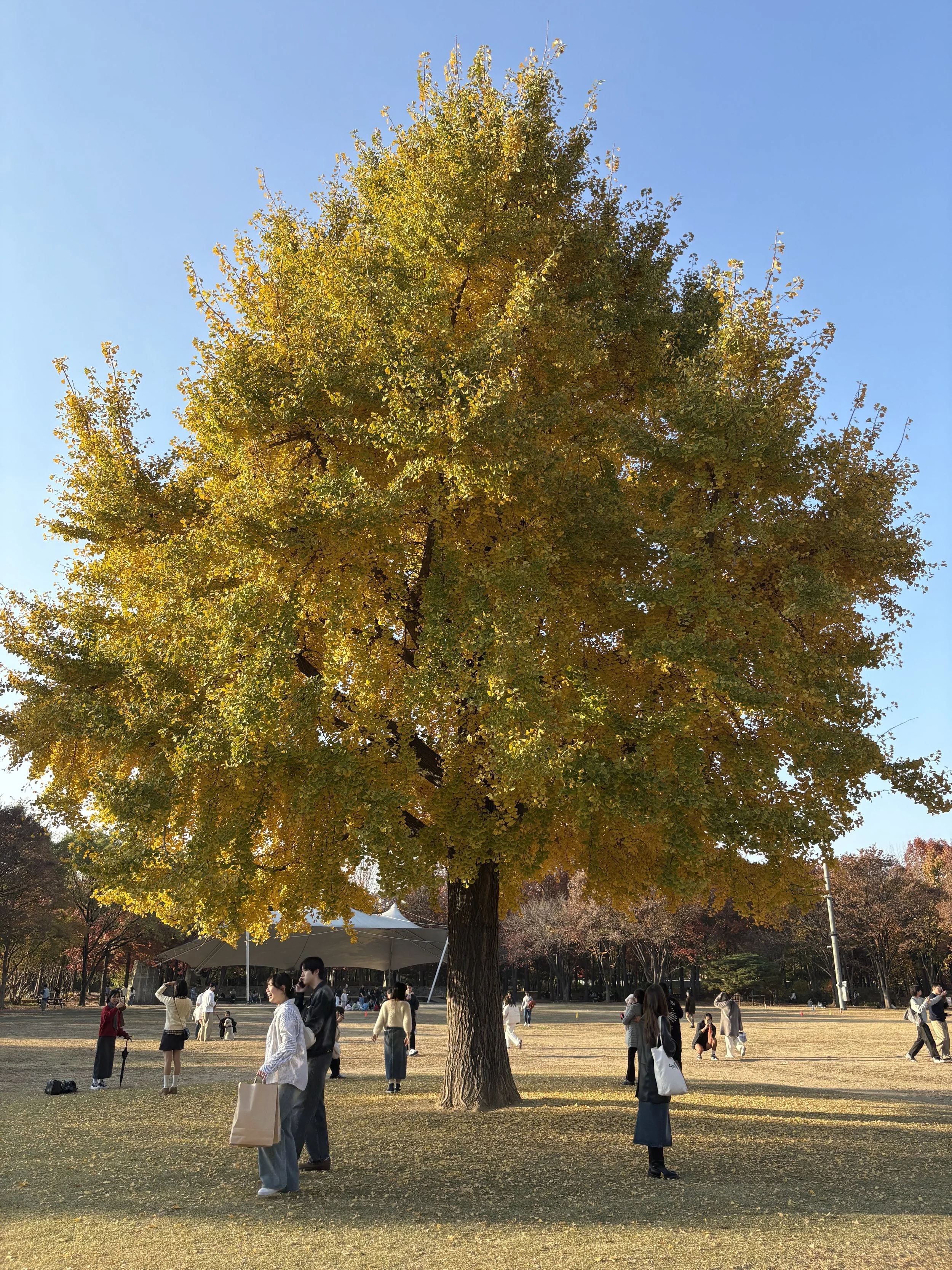 Large tree with green and yellow leaves in a park, with people walking and standing around under sunny sky.