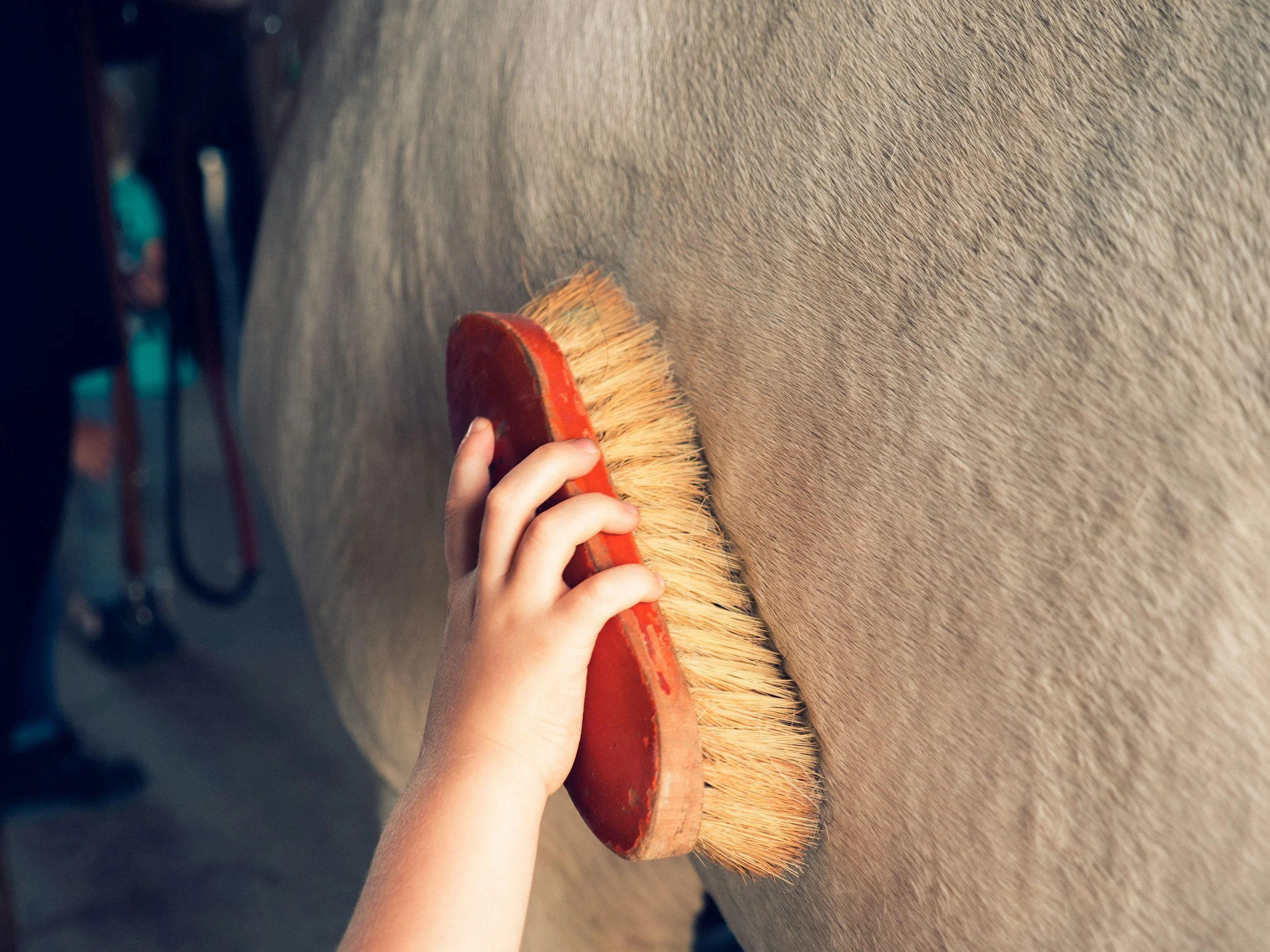 Grooming Your Horse with Purpose