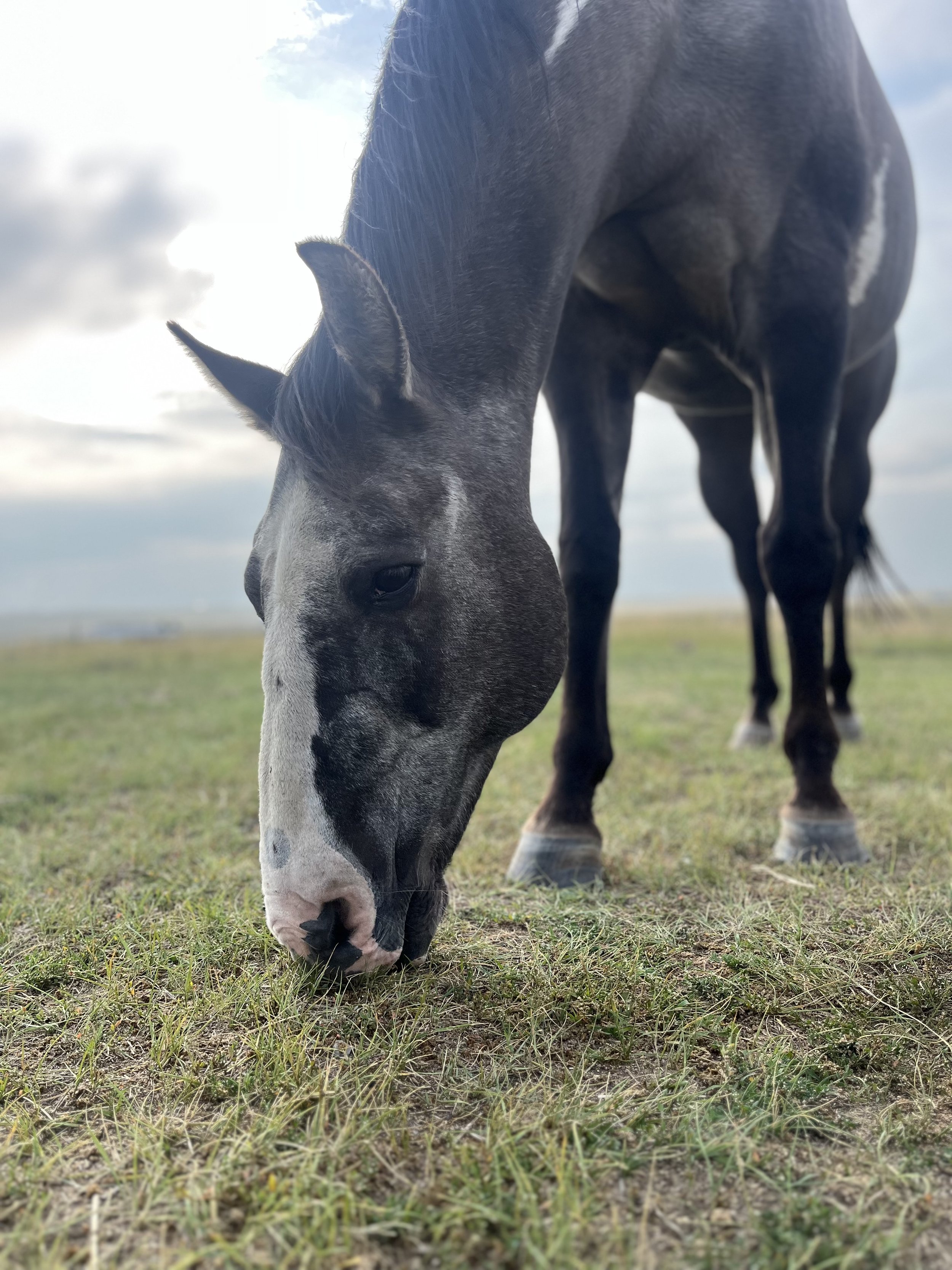 Senior Horse Considerations