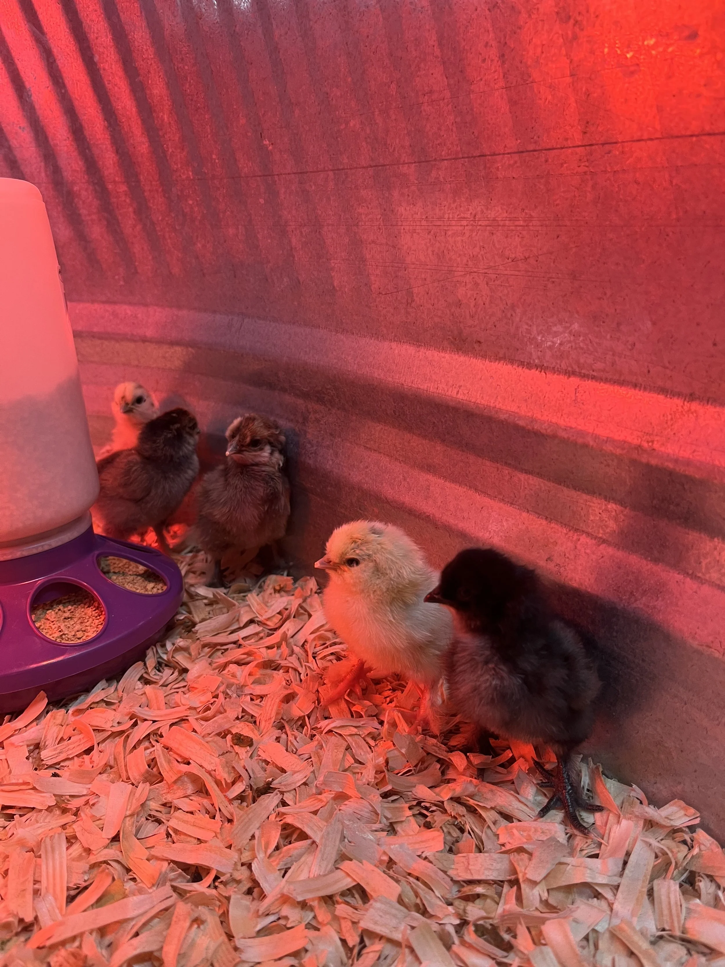 Hatching Chicks for the First Time
