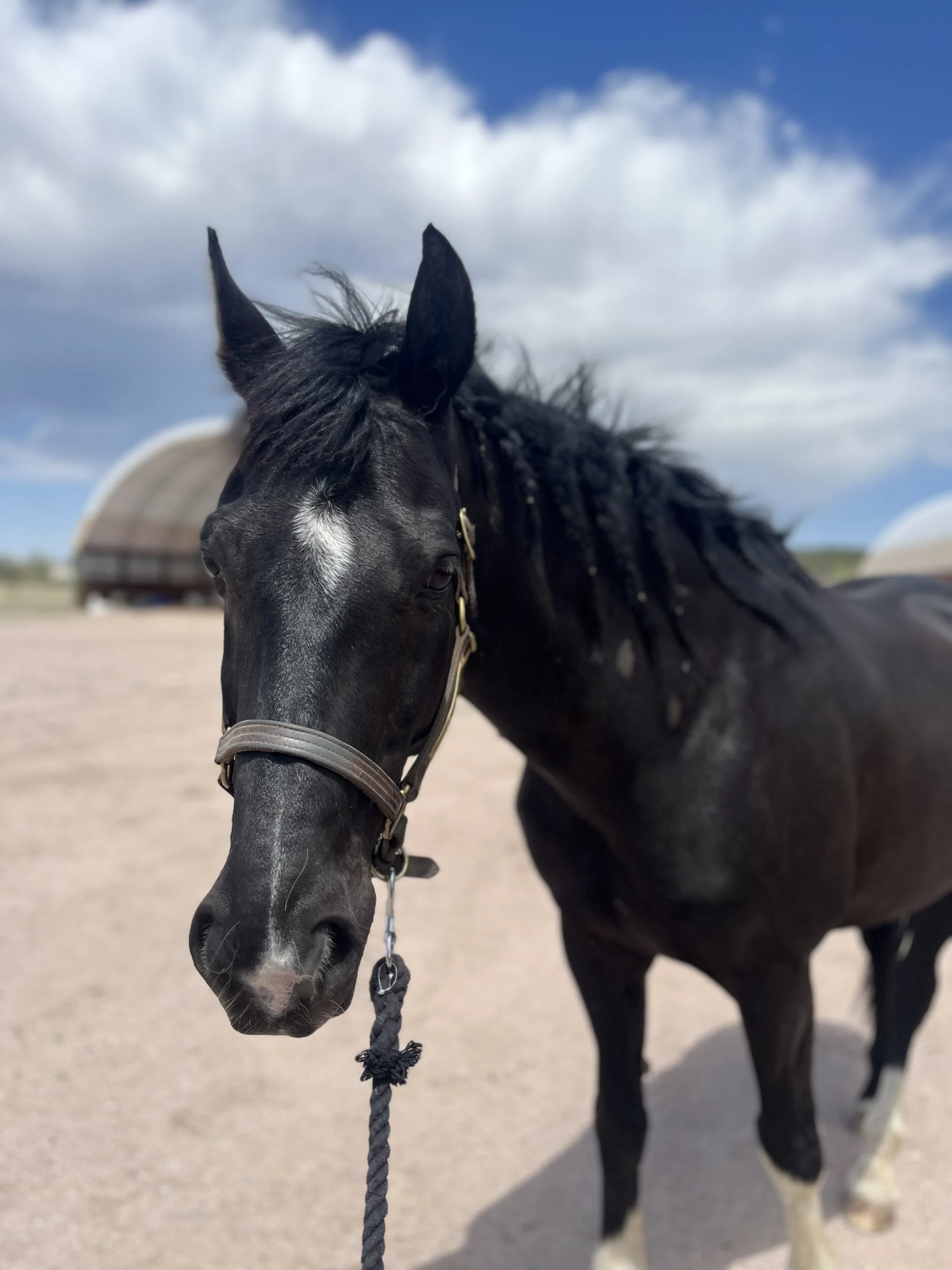 When Working Horses Become Pasture Puffs
