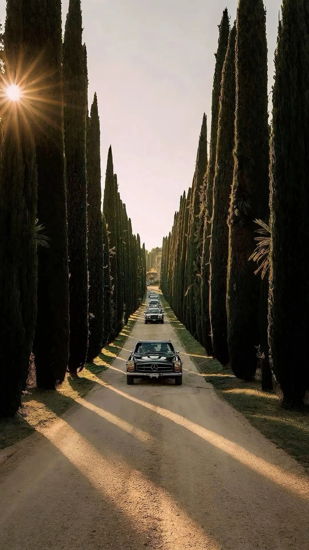 Una strada sterrata tra grandi cipressi con auto di lusso parcheggiate, illuminata dal tramonto.