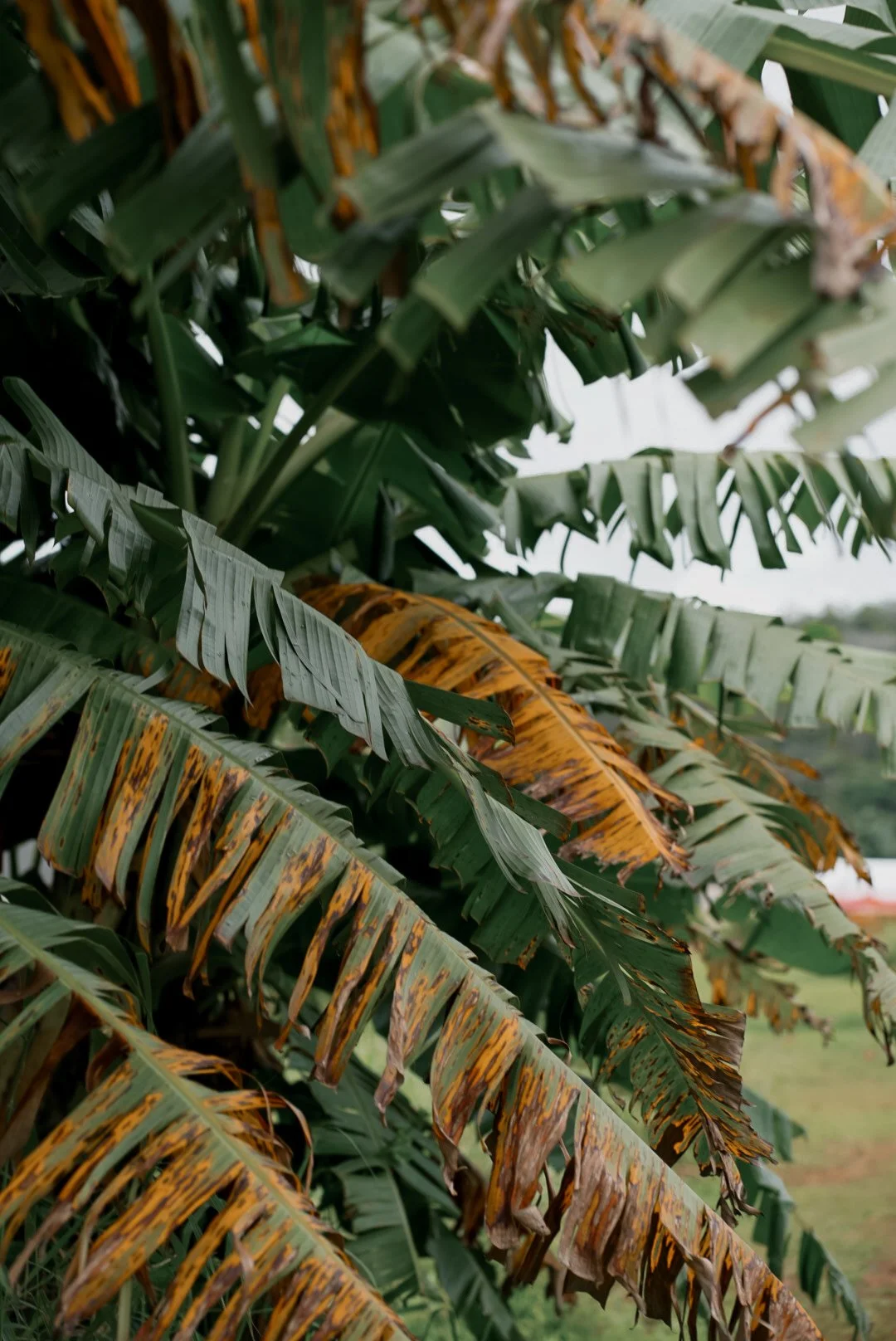 Close-up of banana plant leaves with some parts showing signs of rust and damage, set against a blurred outdoor background.
