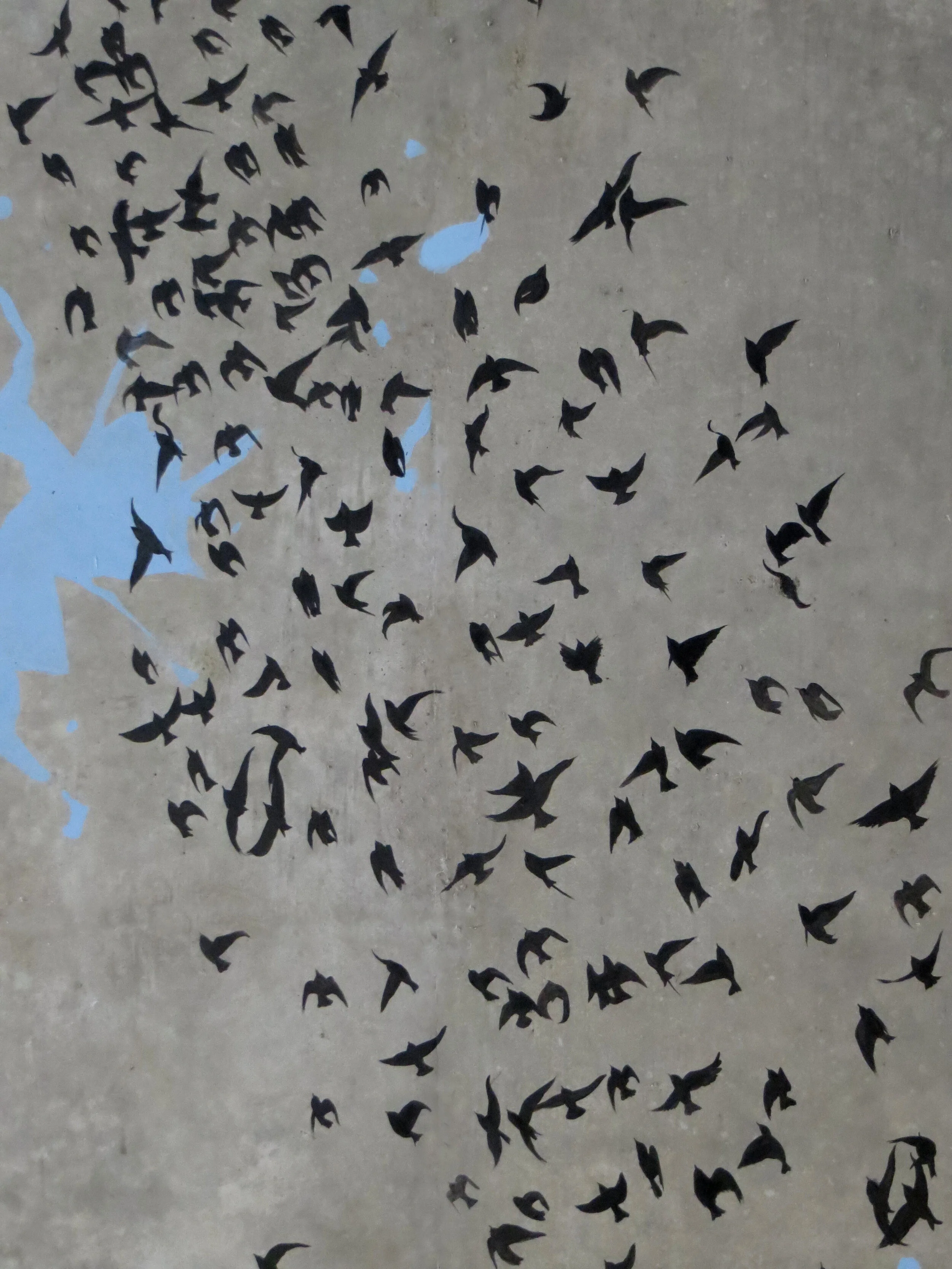 Bright Underbelly_Starlings.jpg