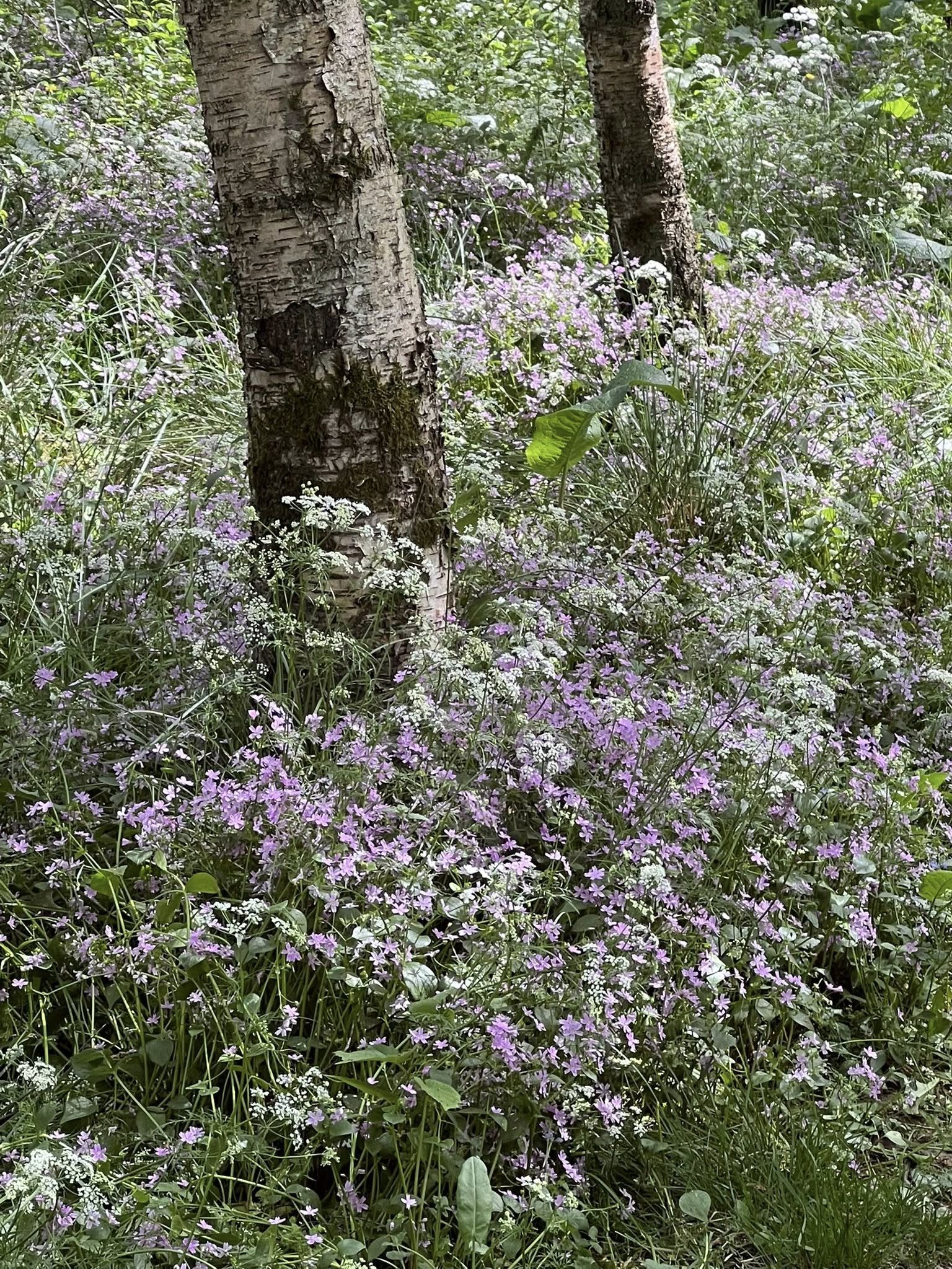 Feughside/Strachan Community Garden. A forest scene with two birch trees surrounded by dense purple and white wildflowers.