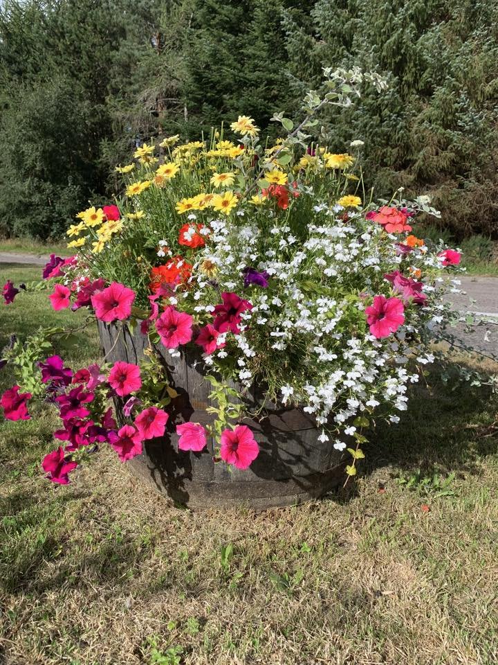 A large round planter filled with bright pink, yellow, red, white, and purple flowers, outdoors in Strachan Village on a grassy area, with trees and a road in the background. Created by Strachan Flowers Group, part of Feughside Community Asscoiation.