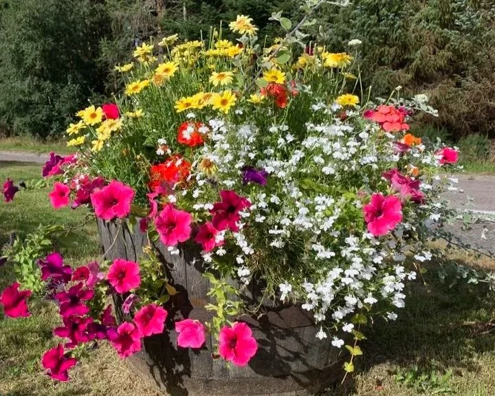 A large, overflowing flower arrangement with pink petunias on the left, white alyssum in the center, and yellow daisies on top, set outdoors against a backdrop of trees and grass. In Stachan Village created by Strachan Flower group.